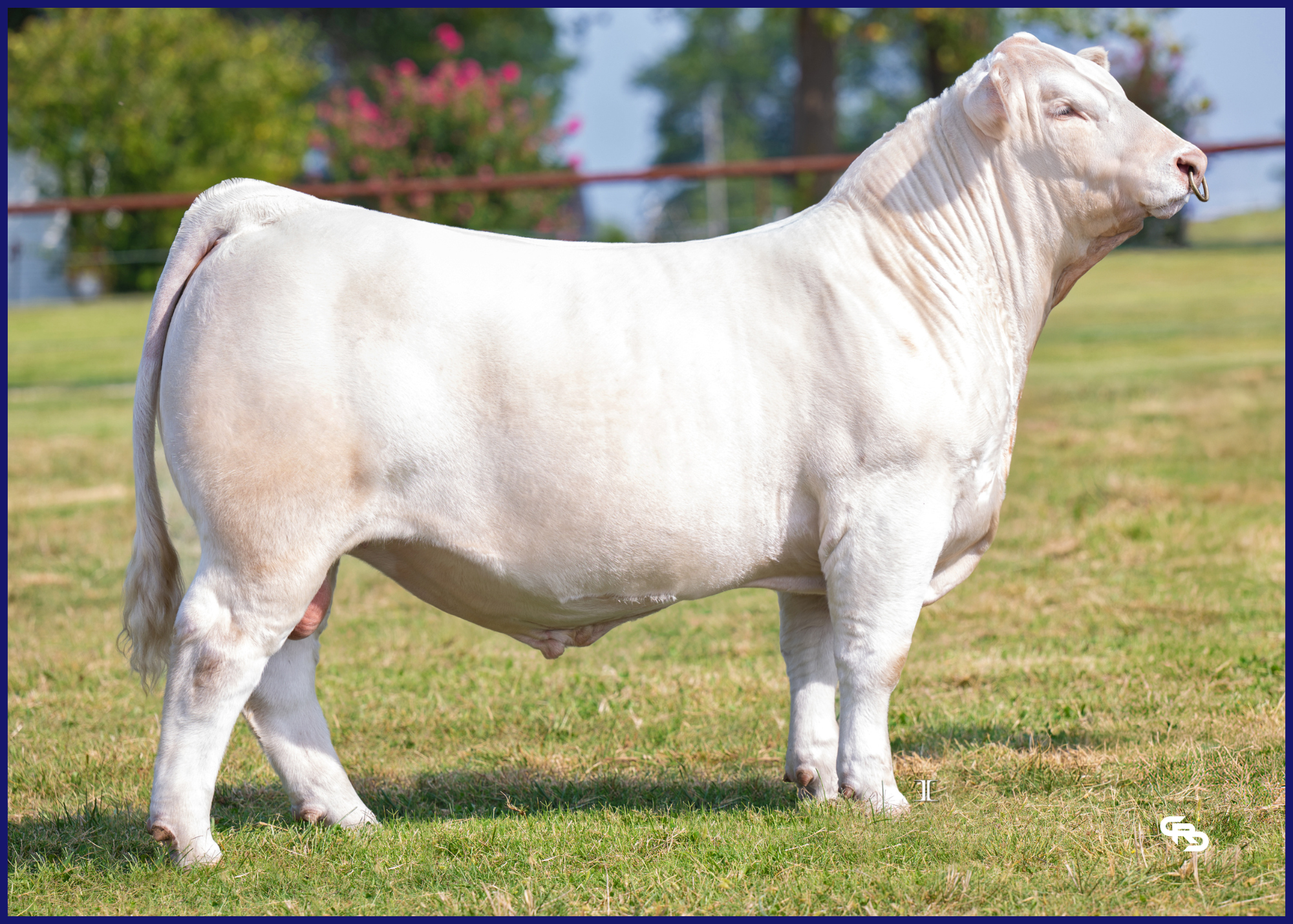 A person leading a white cow with a leash inside a livestock show arena, with spectators seated in the background.
