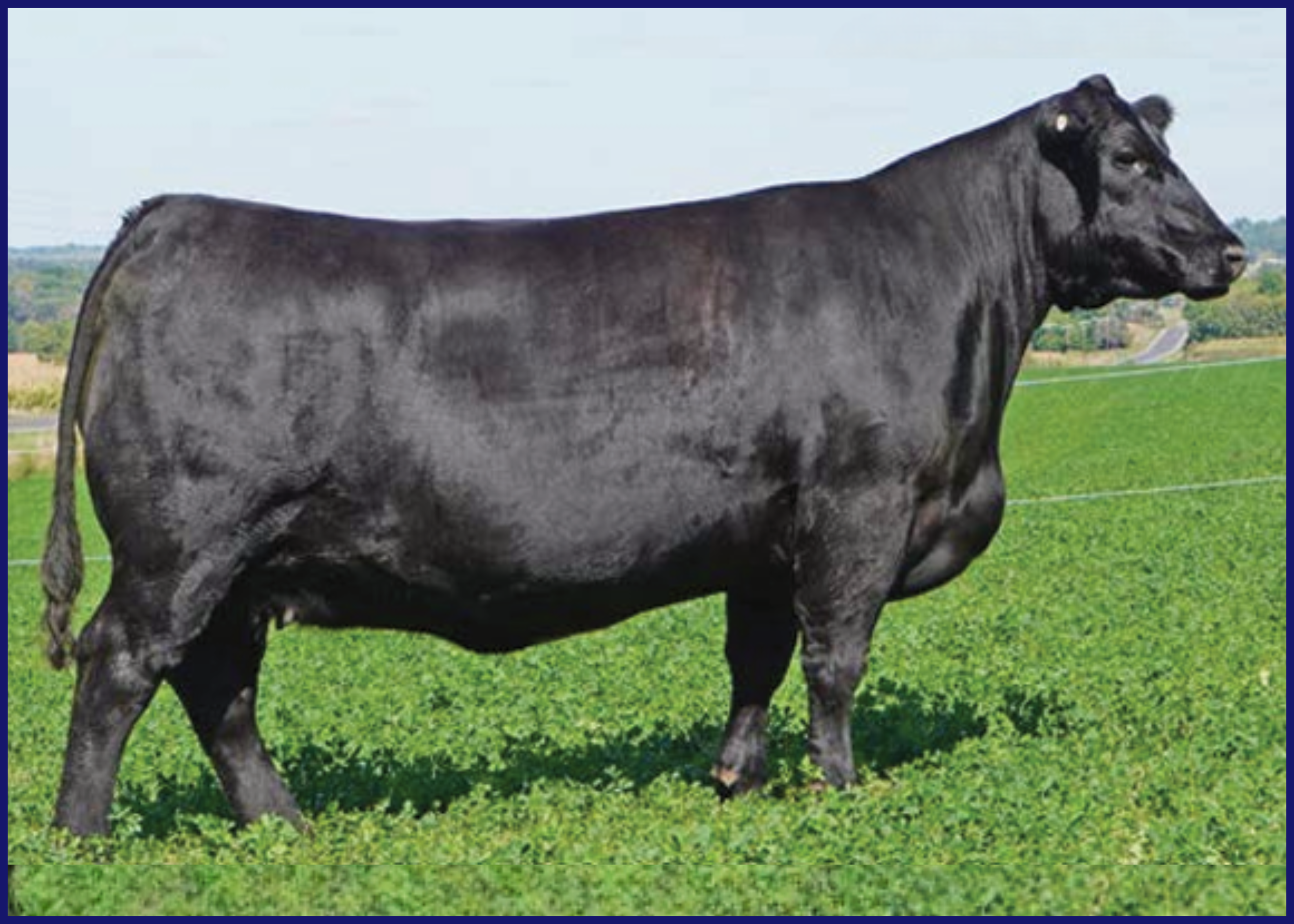 Angus cow standing in a grassy field