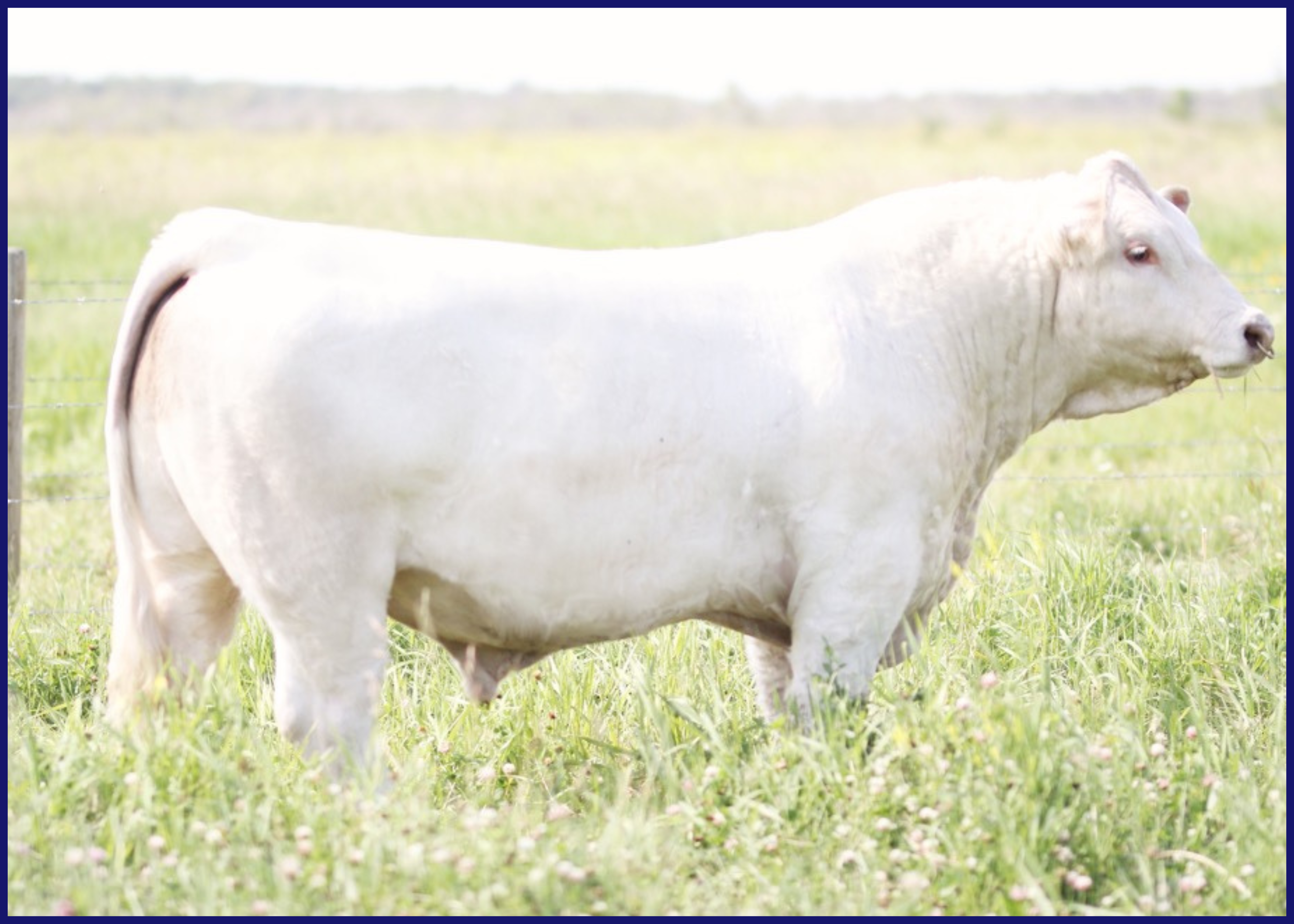 White cow standing in a grassy field.