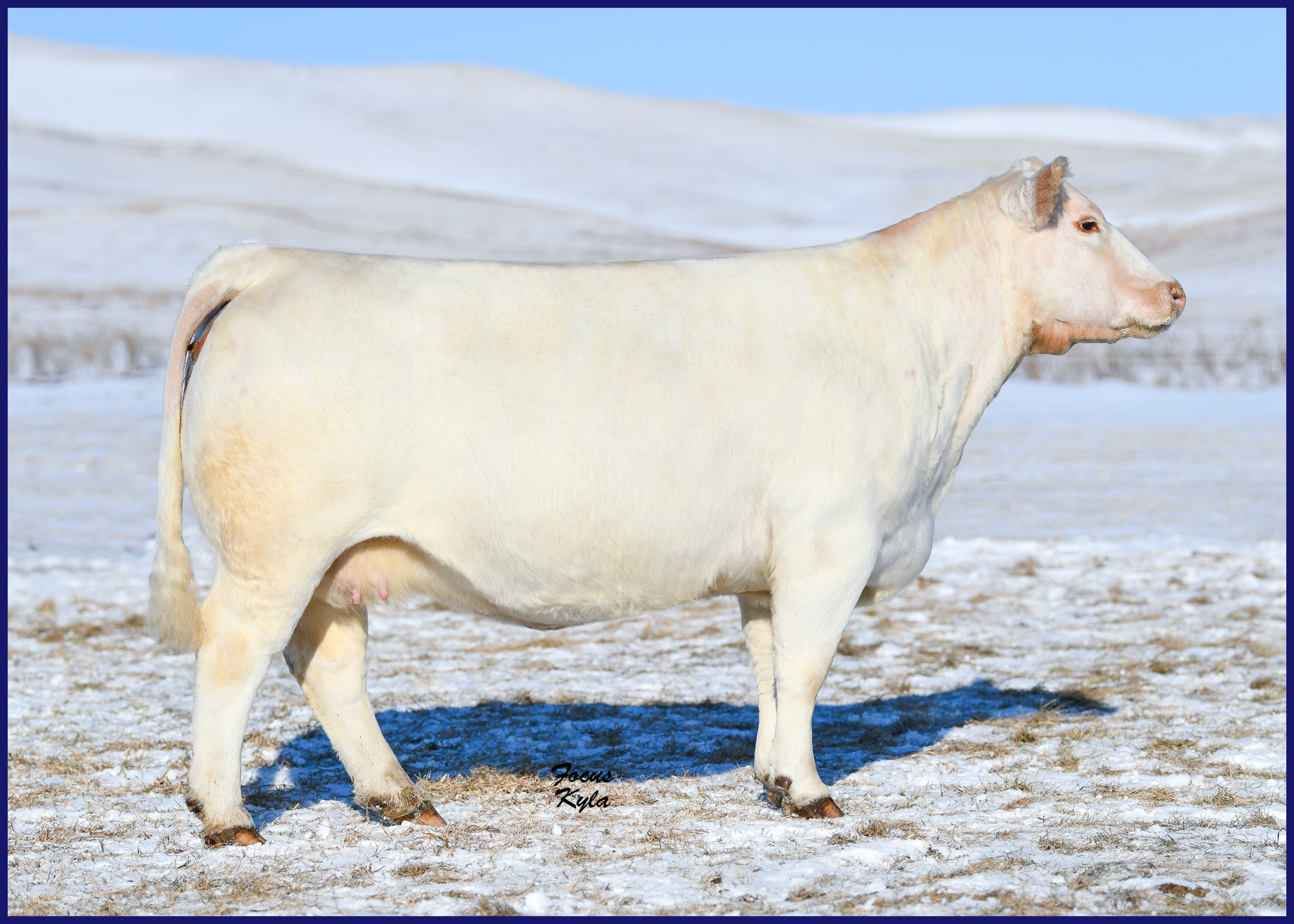 White cow standing in a snowy landscape