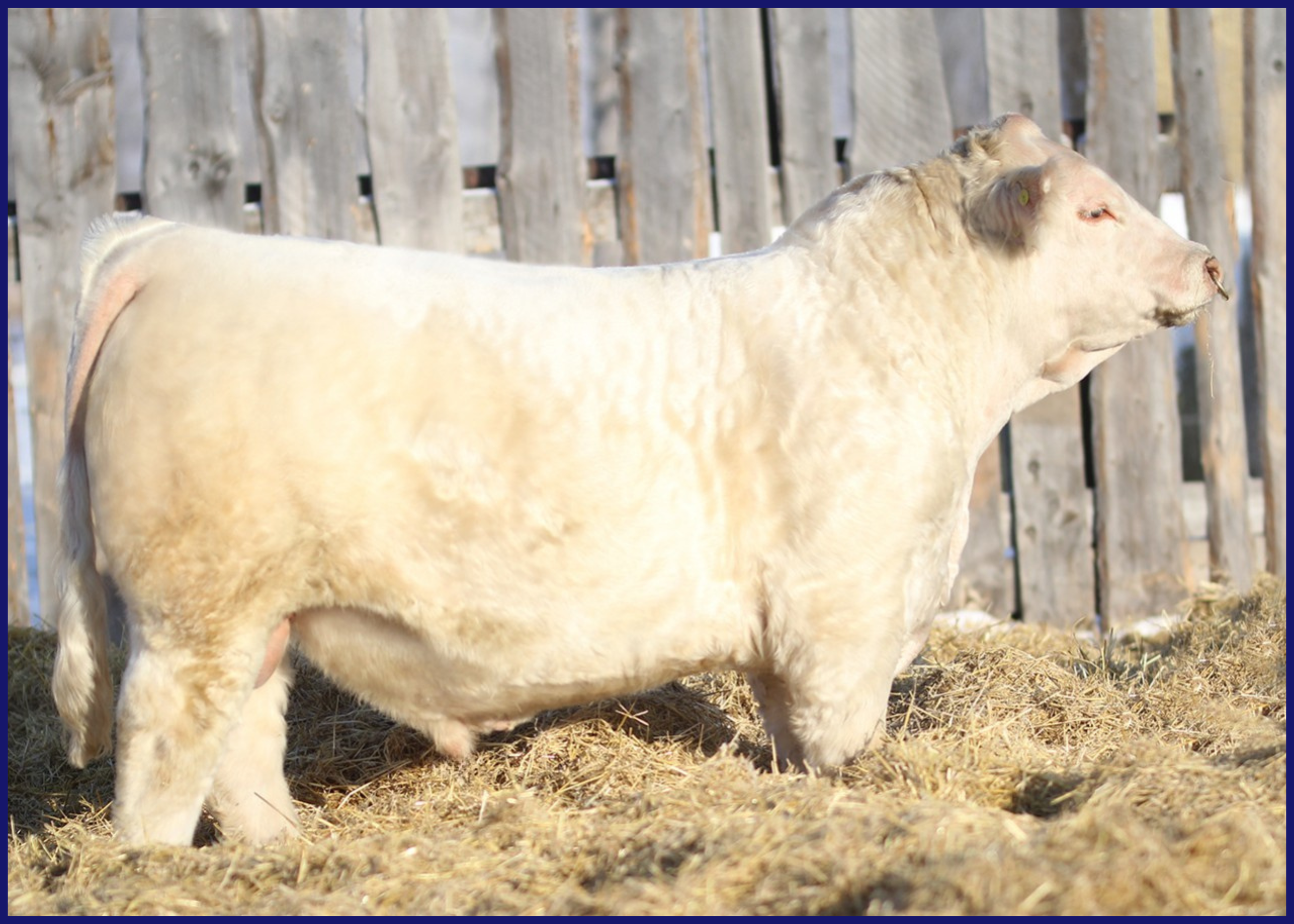 A large white cow standing in a straw-covered area in front of a wooden fence.