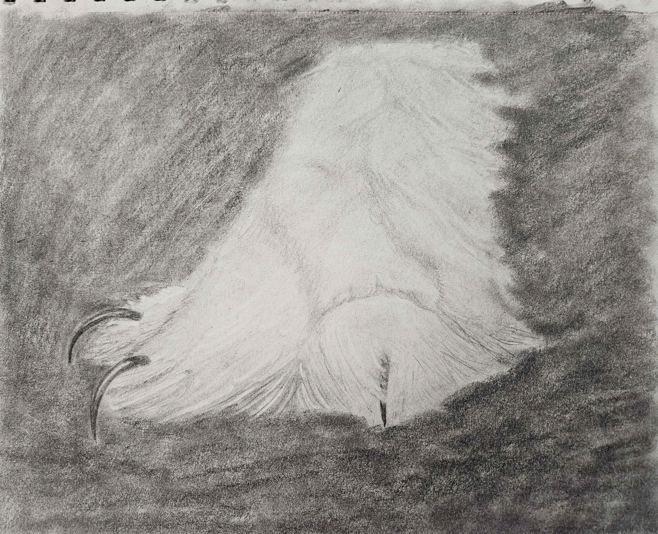 Snowy Owl Talon: Graphite