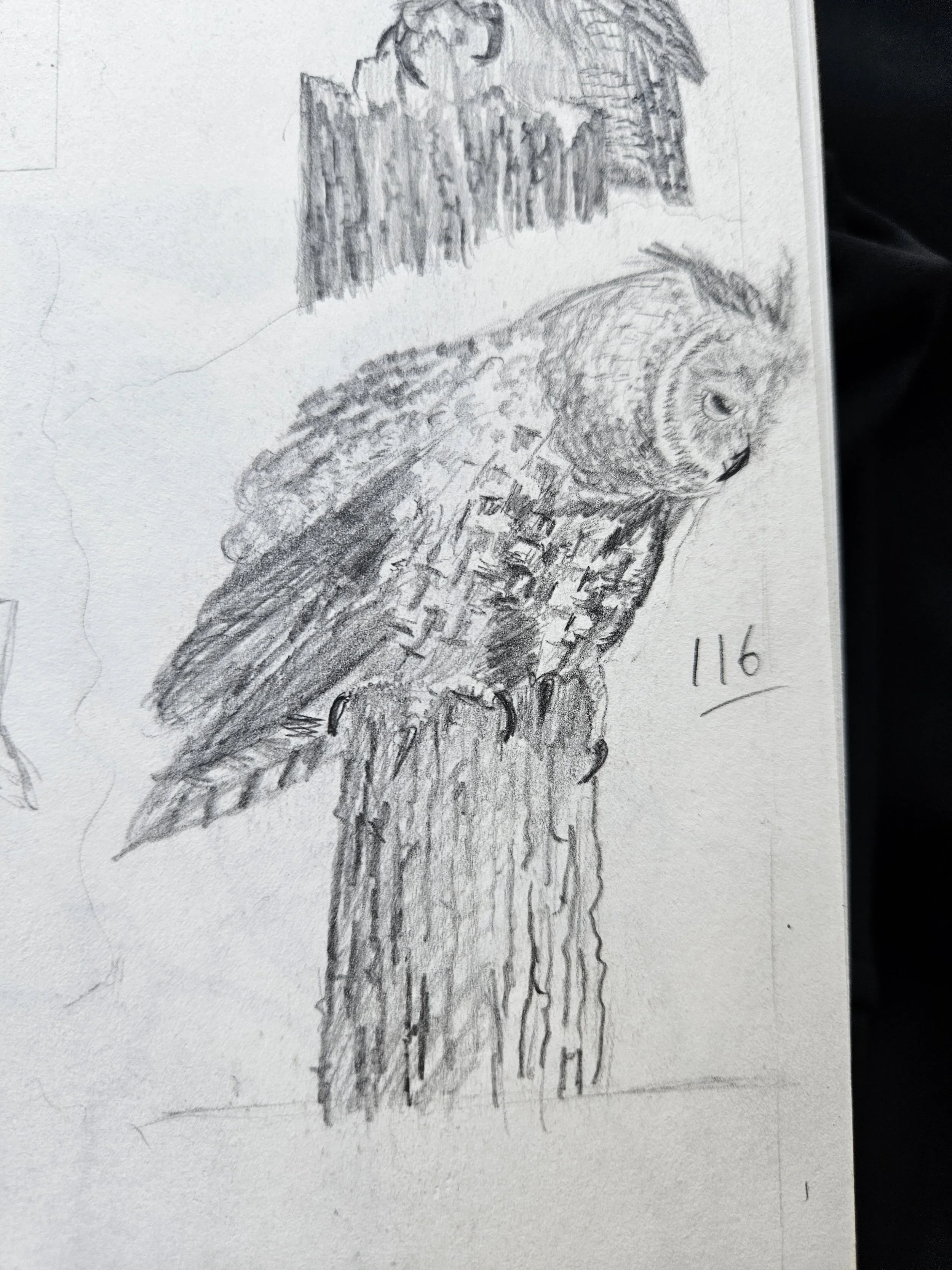 Long-Eared Owl Sketch: Graphite