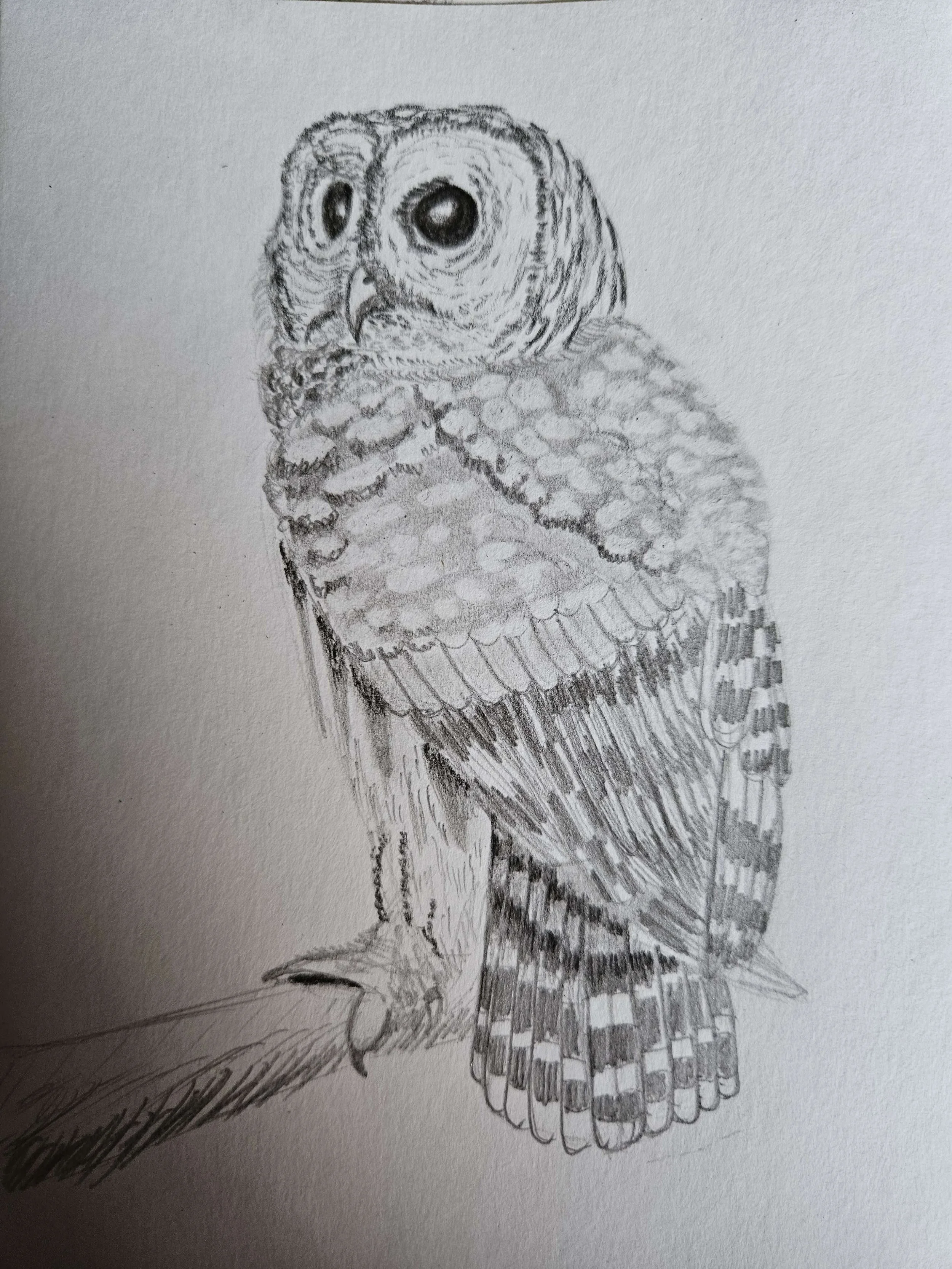 Barred Owl Sketch: Graphite