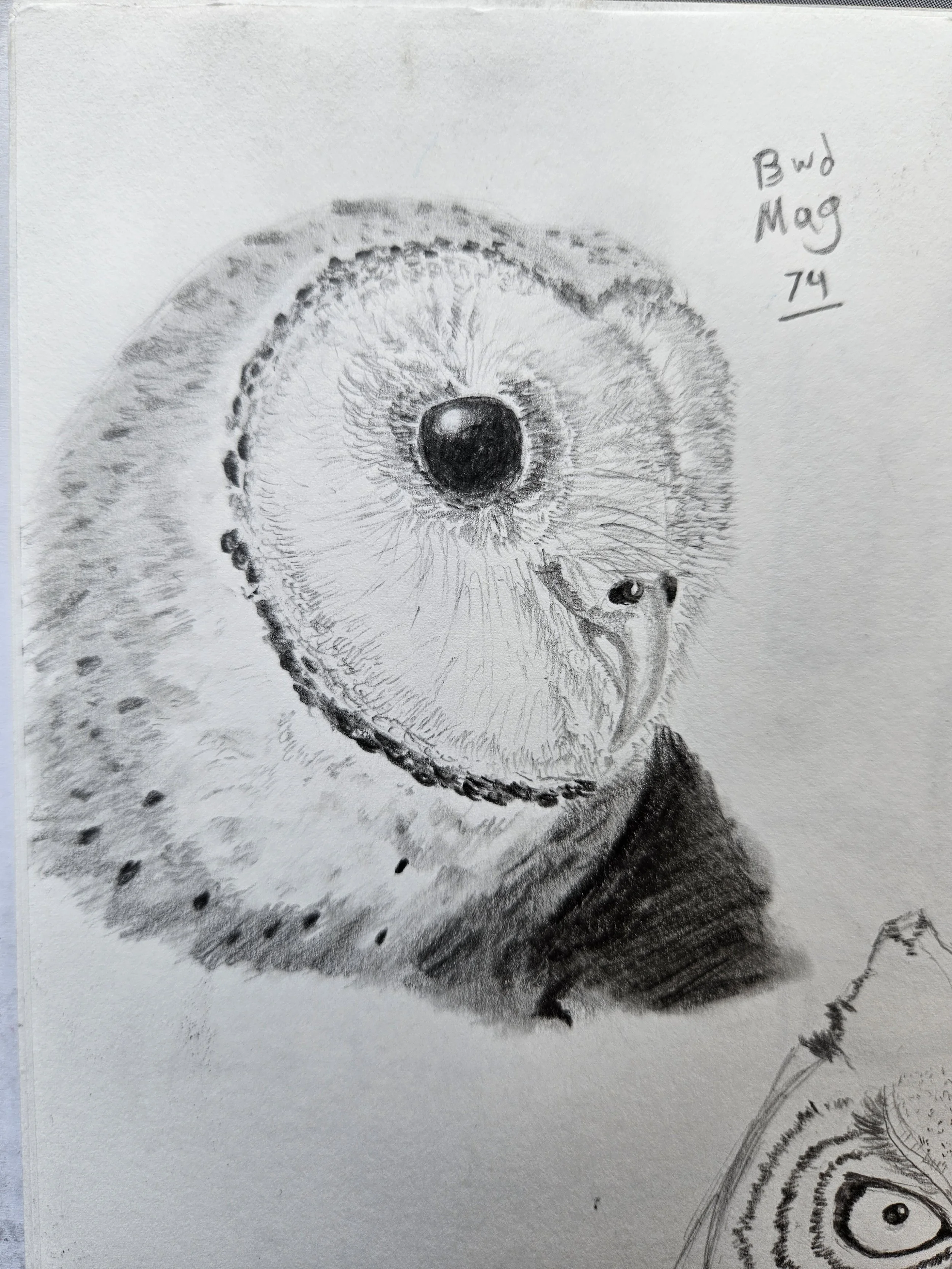 Barn Owl Sketch: Graphite