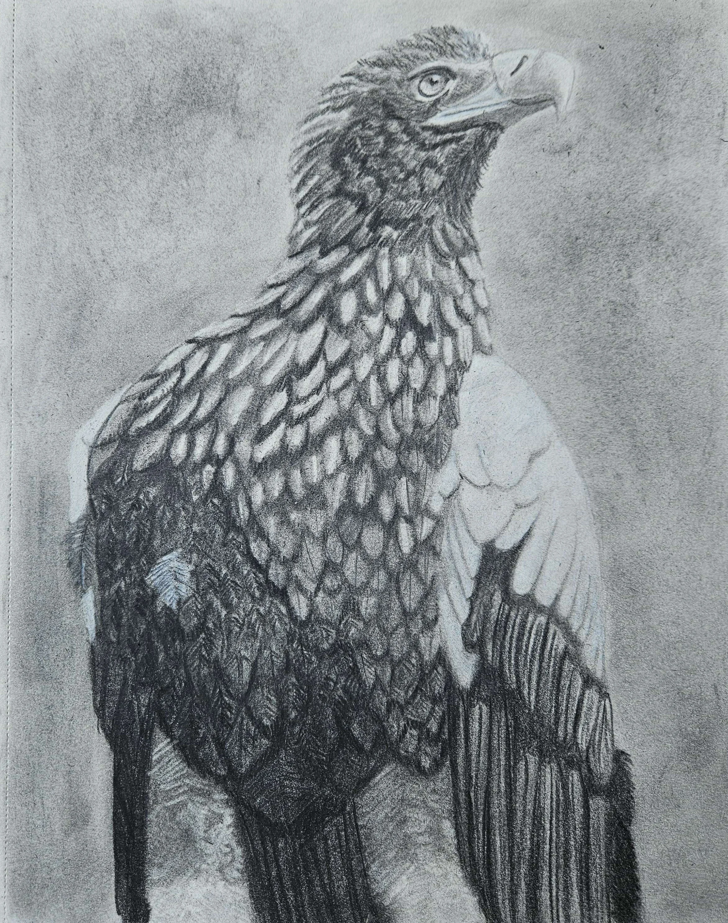 Steller's Sea Eagle: Graphite and Charcoal