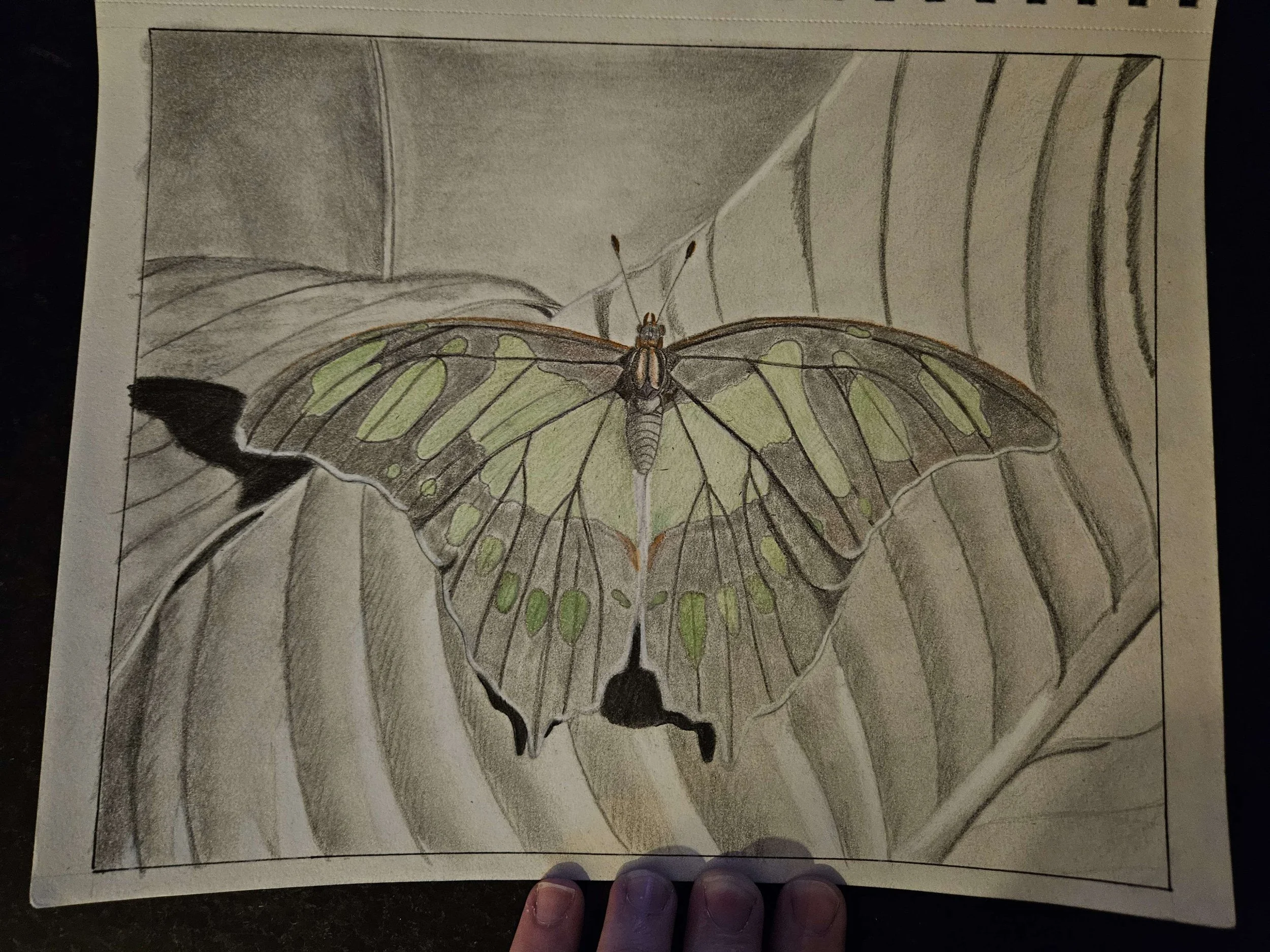 Stichelia Pelotensis: Graphite and Colored Pencil