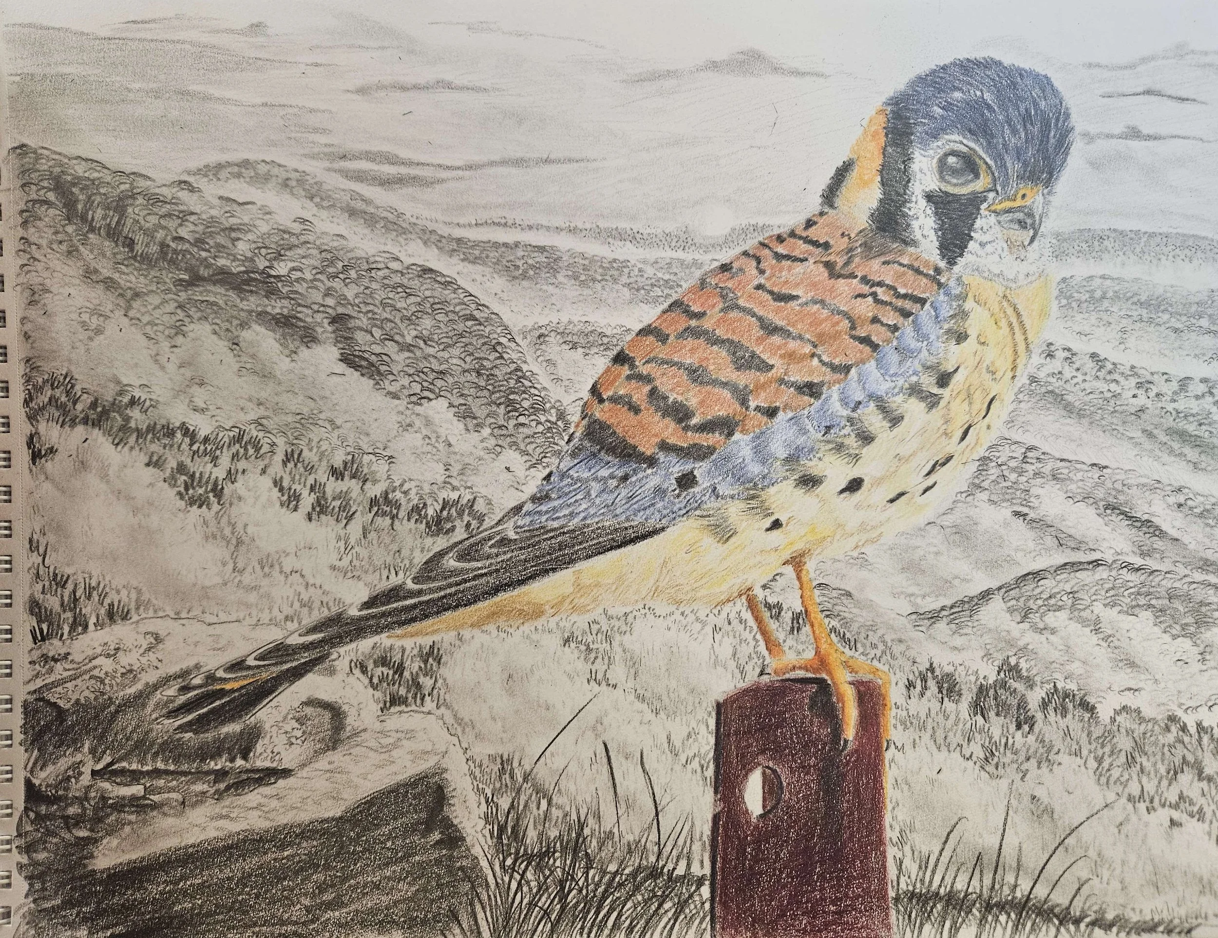 American Kestrel in the Smokies: Graphite and Colored Pencil
