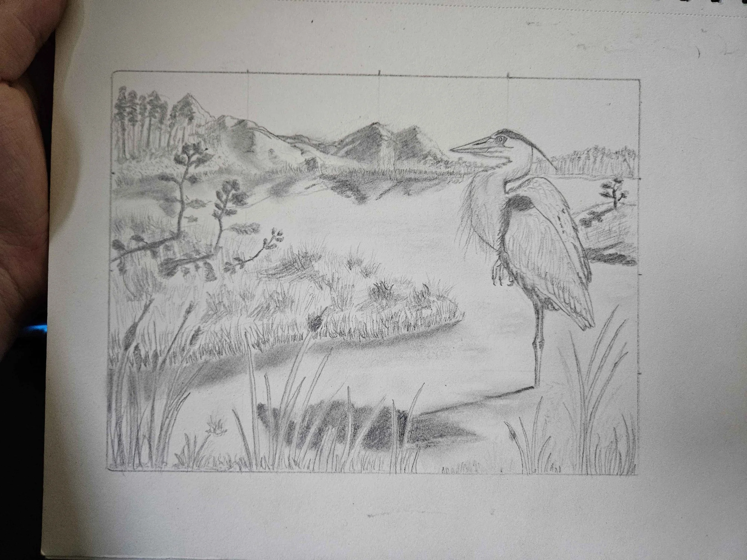 Great Blue Heron: Graphite