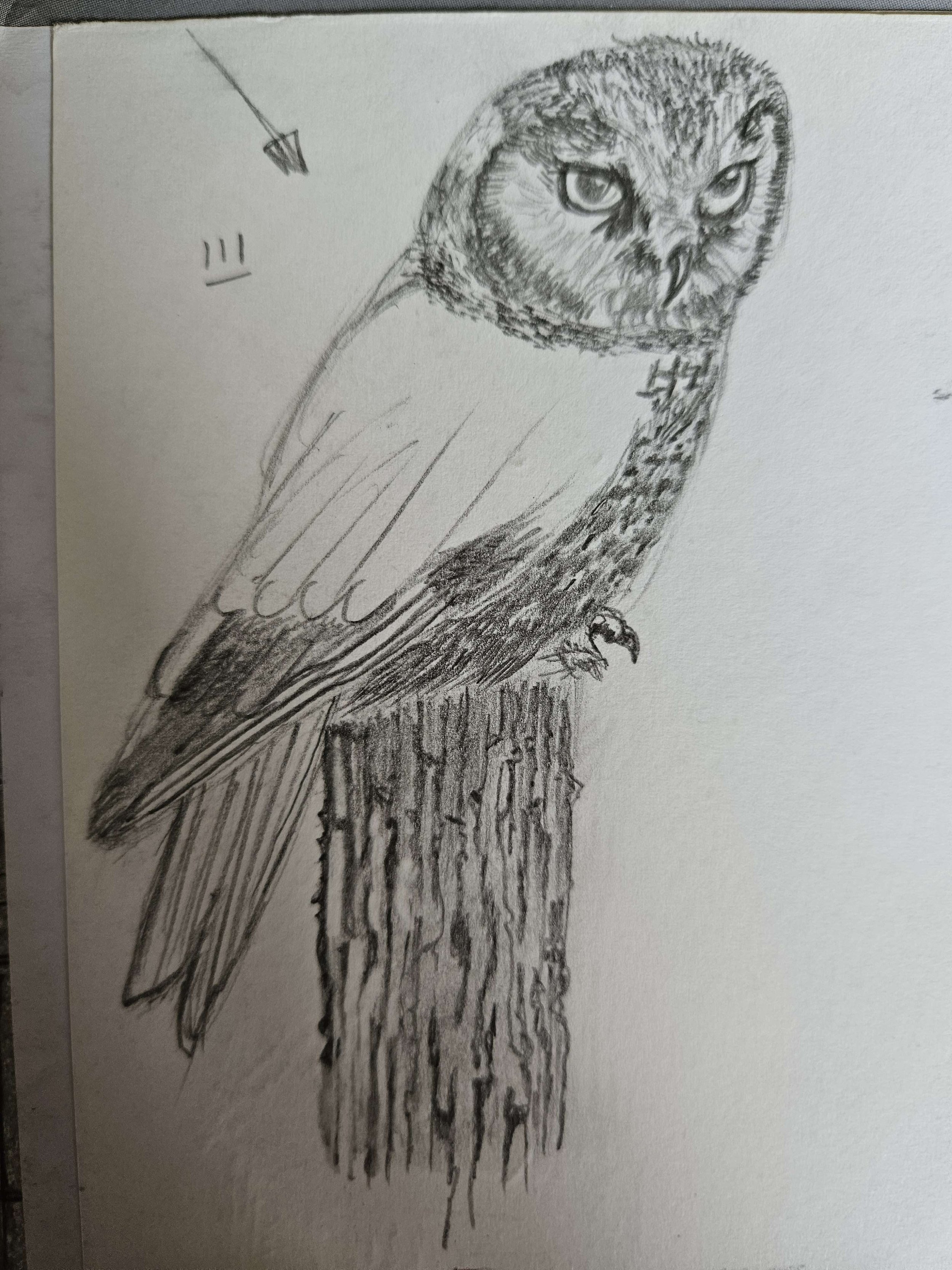 Boreal Owl Sketch: Graphite