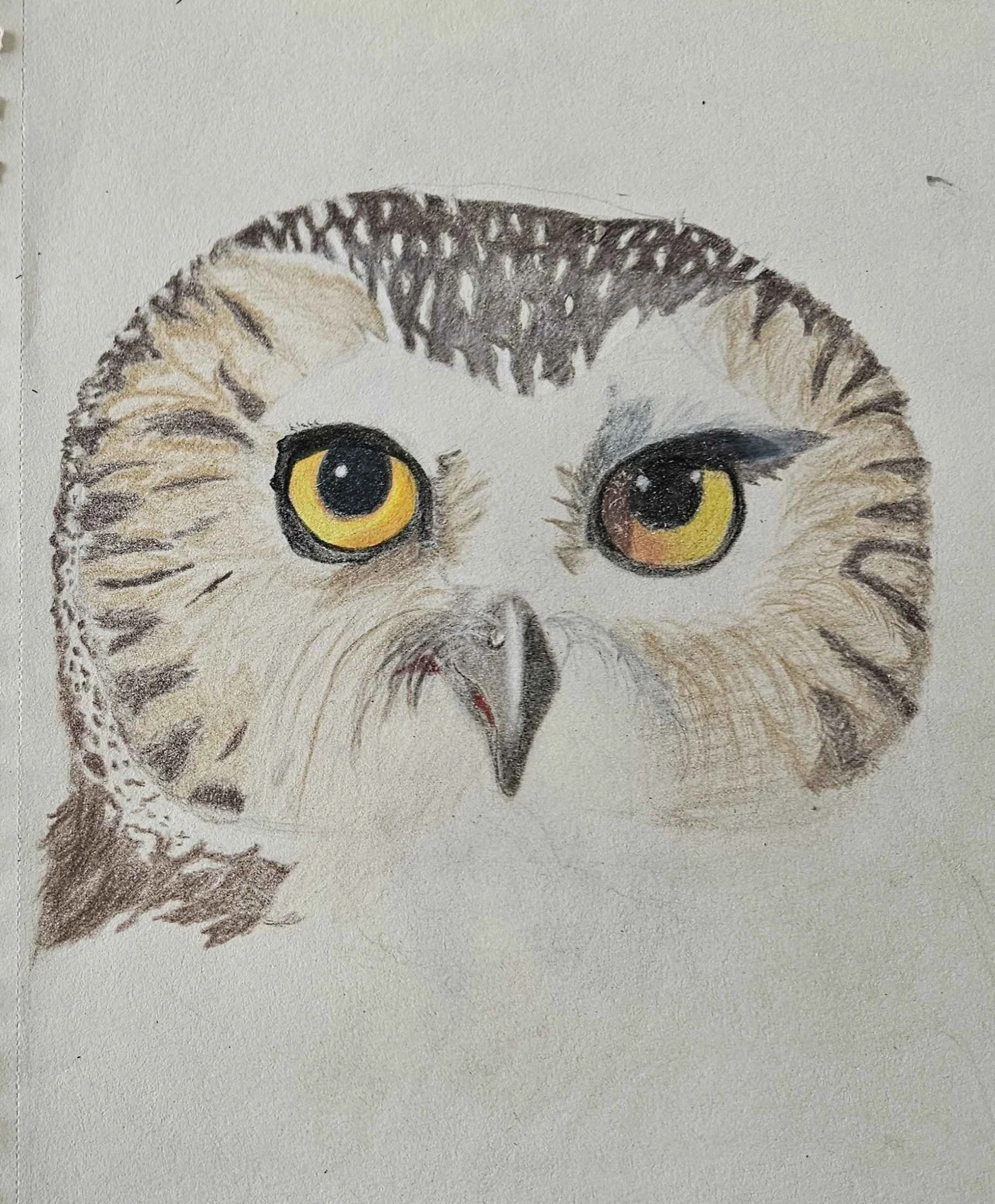 Northern Saw-Whet Face: Colored Pencil