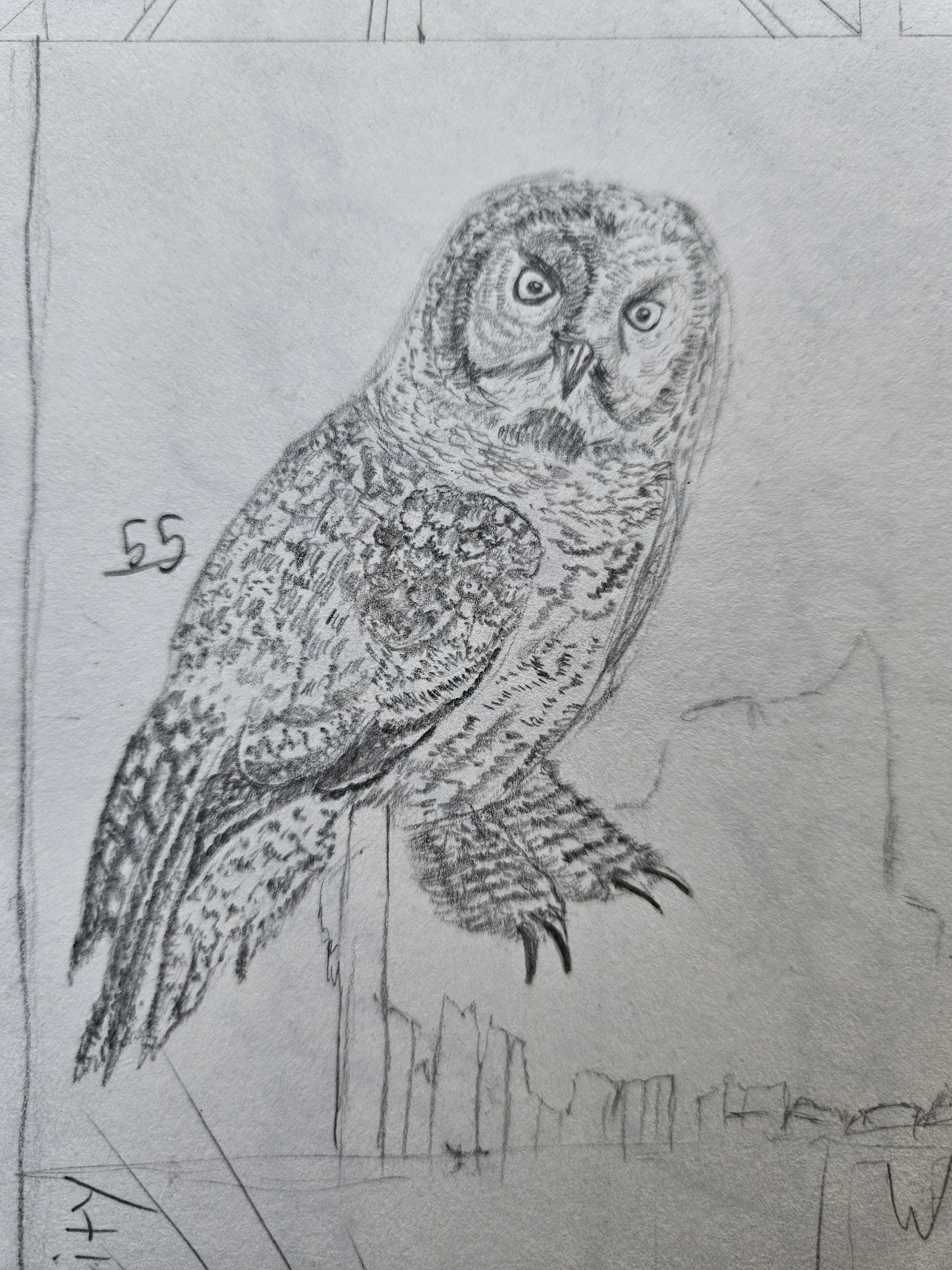 Great Grey Owl Sketch: Graphite