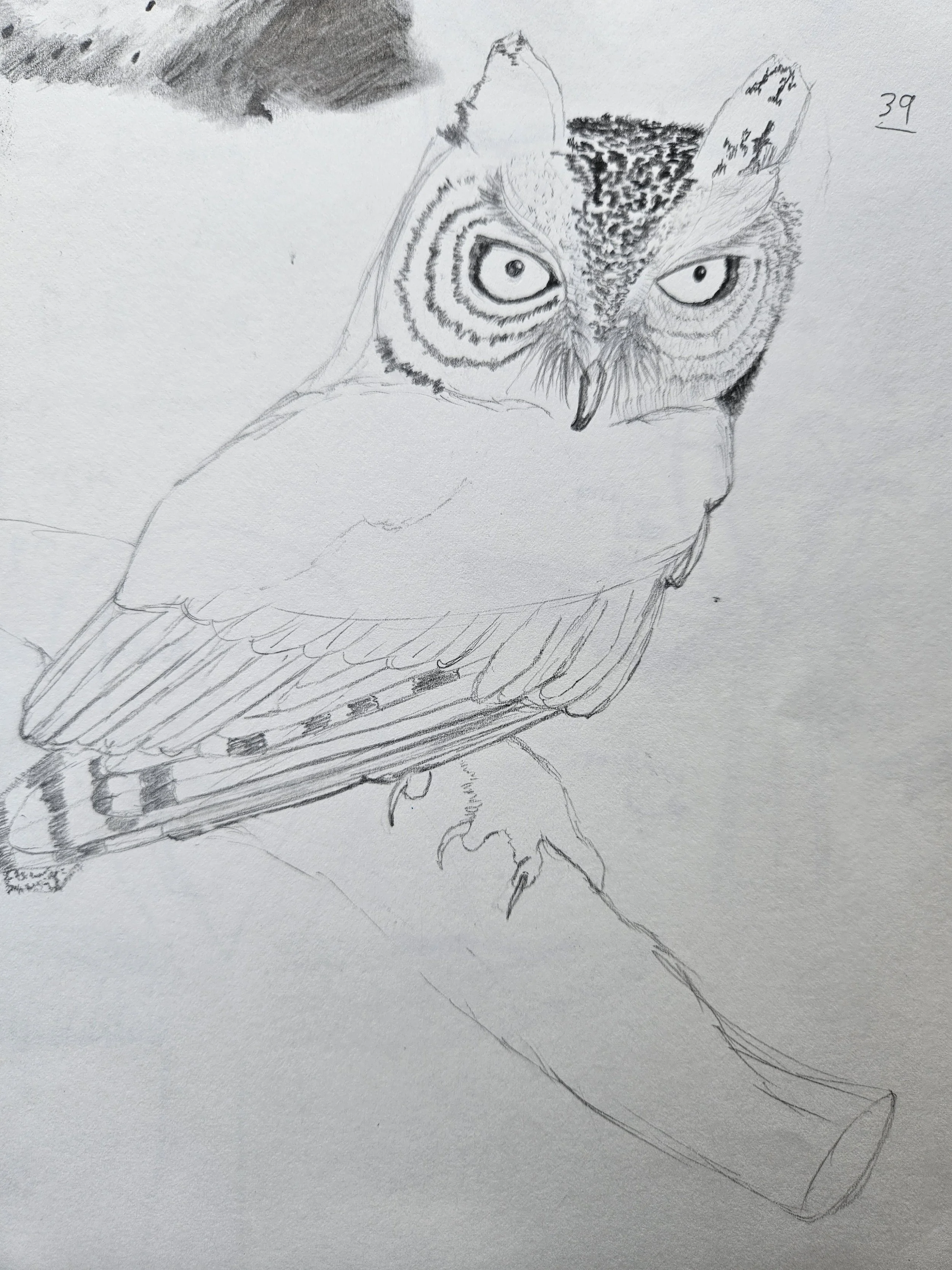 Whiskered Screech Owl Sketch: Graphite