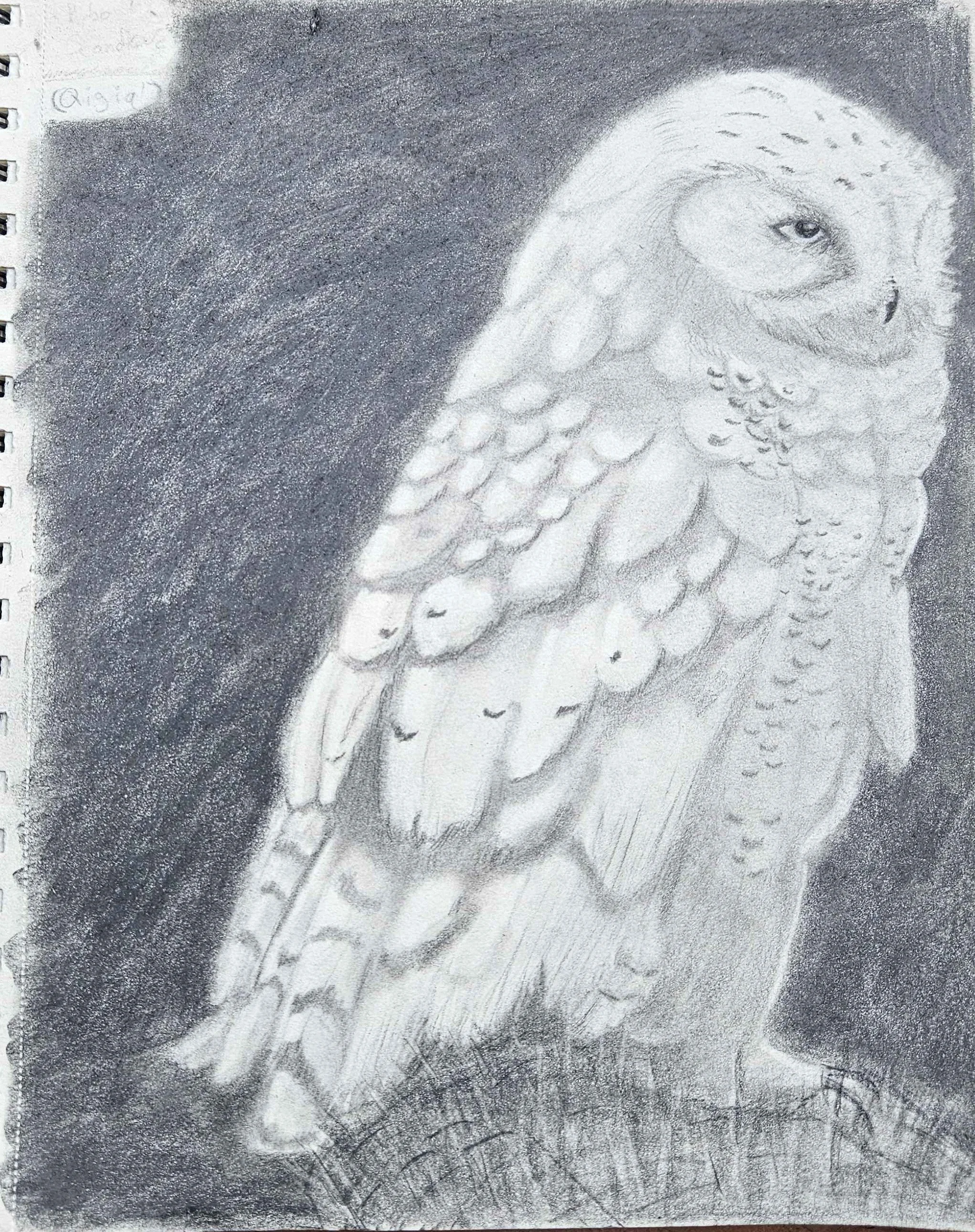 Qigiq Portrait (ARC Snowy Owl): Graphite
