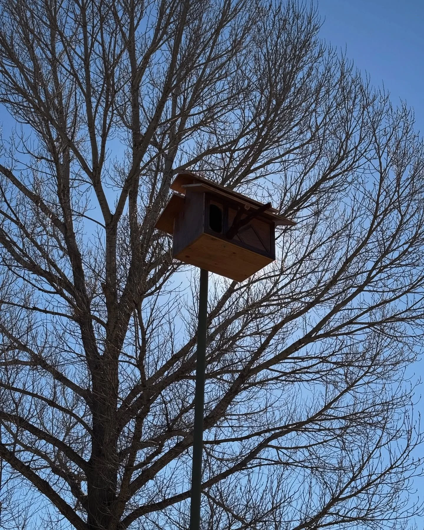 Exclusive new listing in east county San Diego. Penthouse apartment. Prime location, stunning views, all-you-can-eat rodents. 

Move-in ready! Barn owl preferred. 🦉 

#owlbox #sandiego