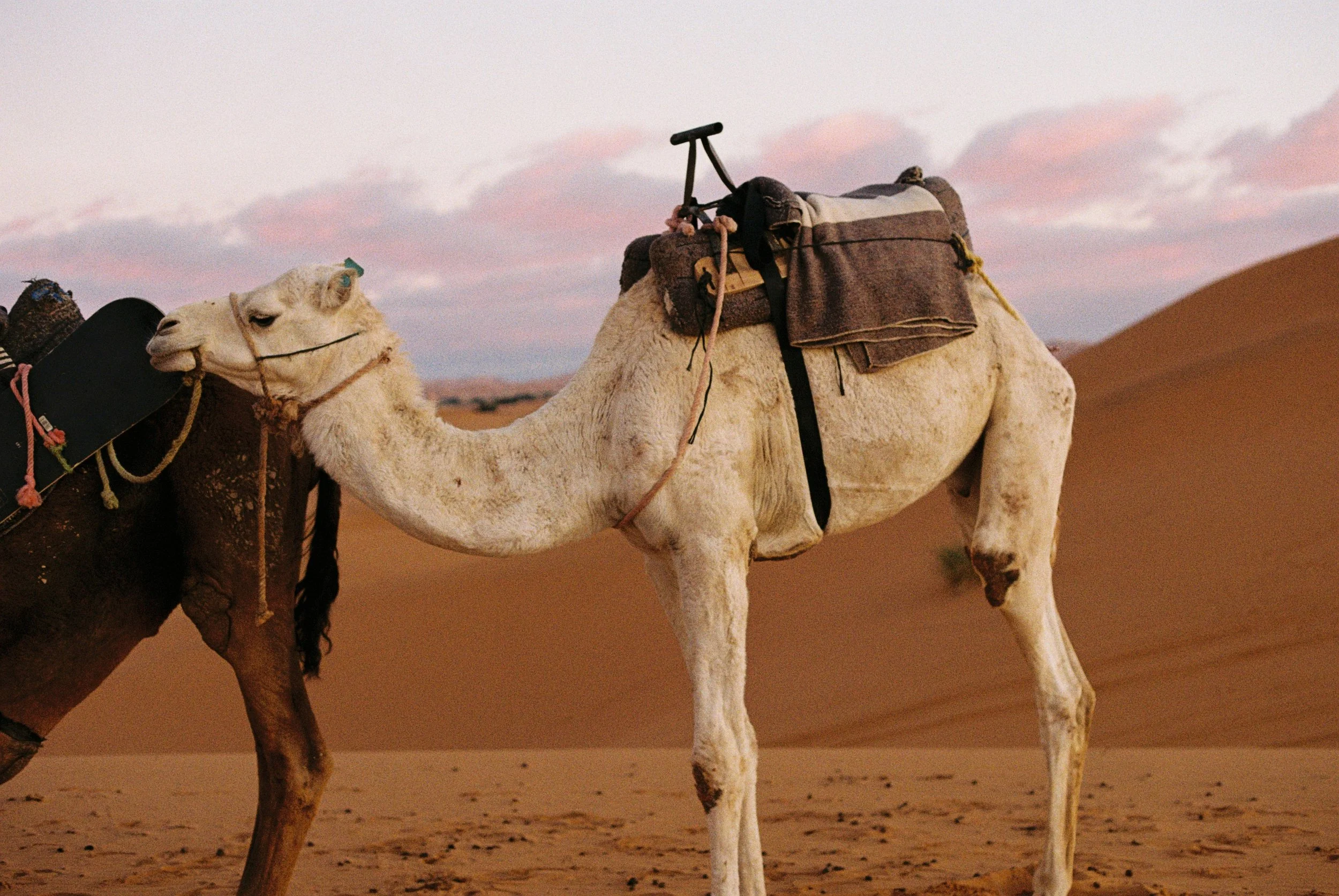 White Camel in Sahara Desert