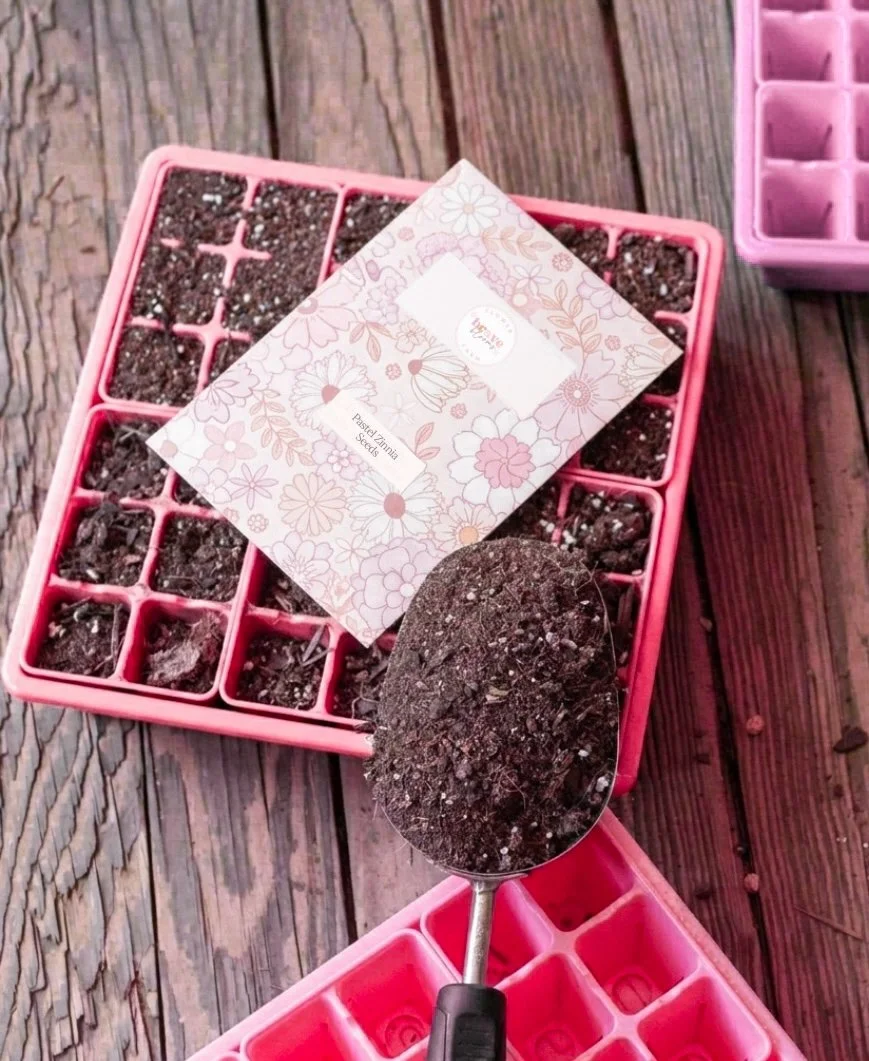 Pastel Zinnia Seeds 2.JPG