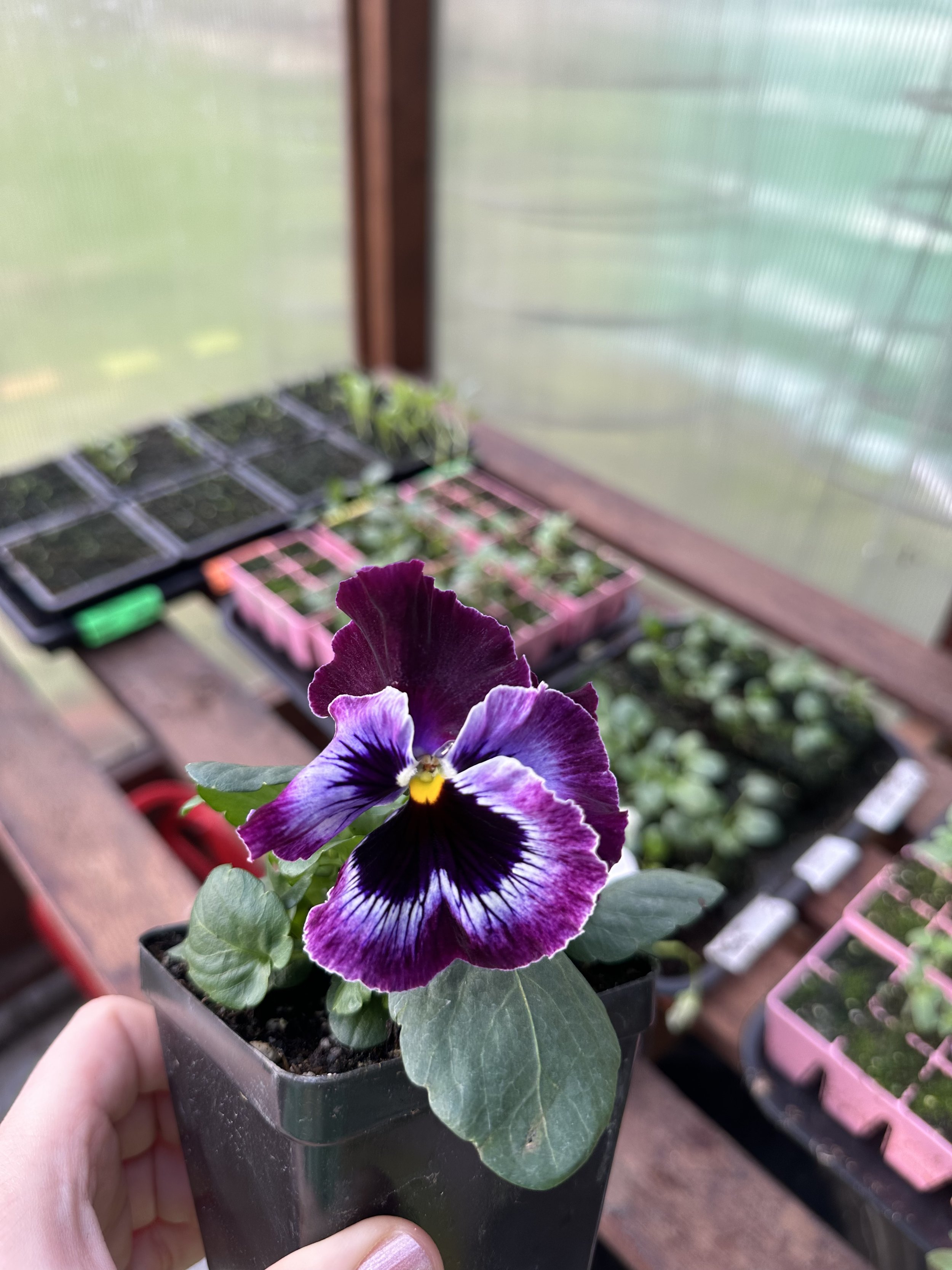 January & February Seed Starting: Experiments, Setbacks, and Catching Up