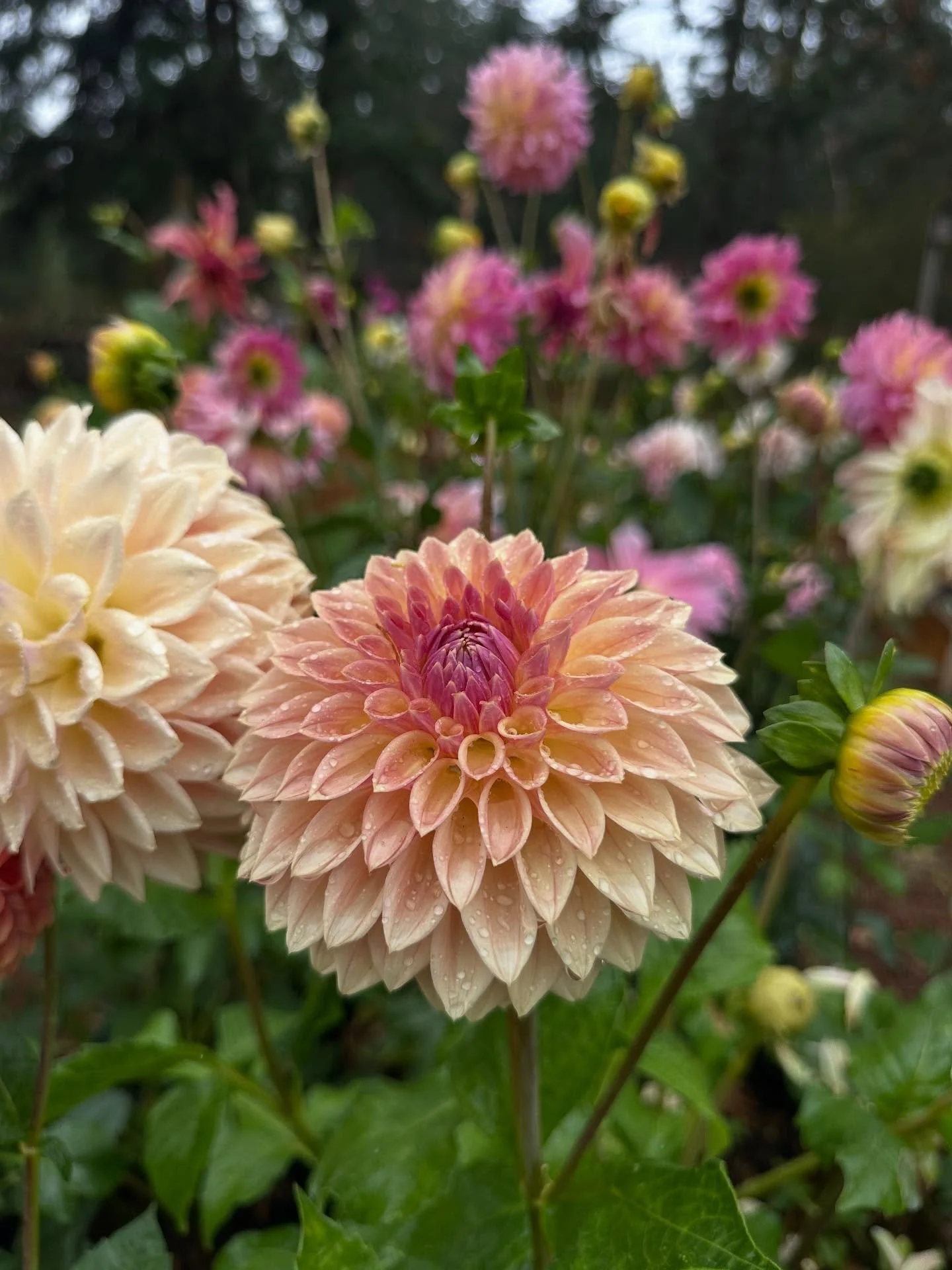 Today feels like the true start of fall in Western Washington. The steady return of rain, the shifting skies, and the softened light all signal the season&rsquo;s slow turn.

But there&rsquo;s still beauty to gather. With sunshine in the forecast, we