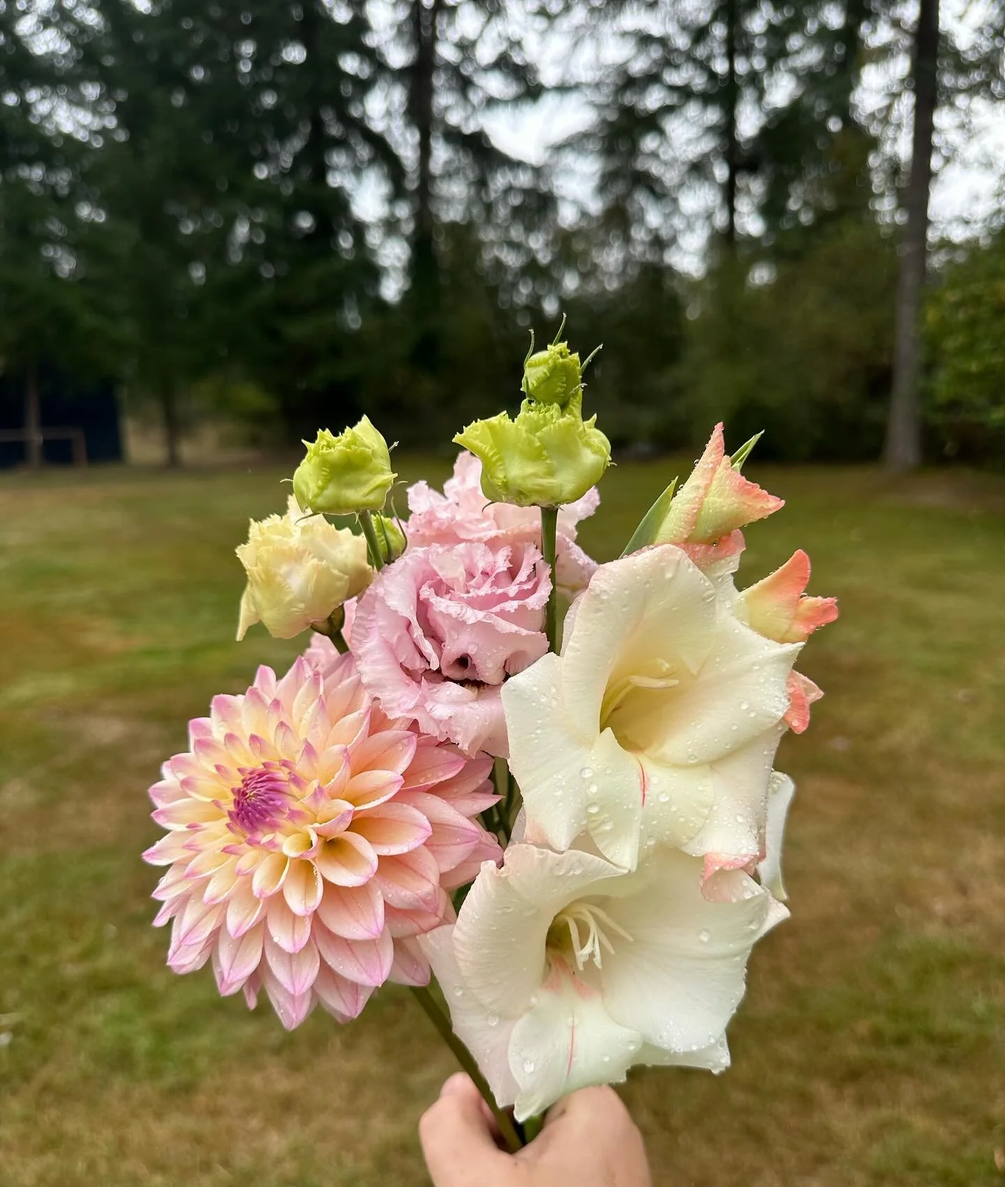 Three flowers I&rsquo;ll always grow on the farm:

✨ Dahlias are my favorite. Whether from tubers or seed, they keep blooming from midsummer to frost. Their incredible range of colors and shapes means there is always something fresh to design with. T