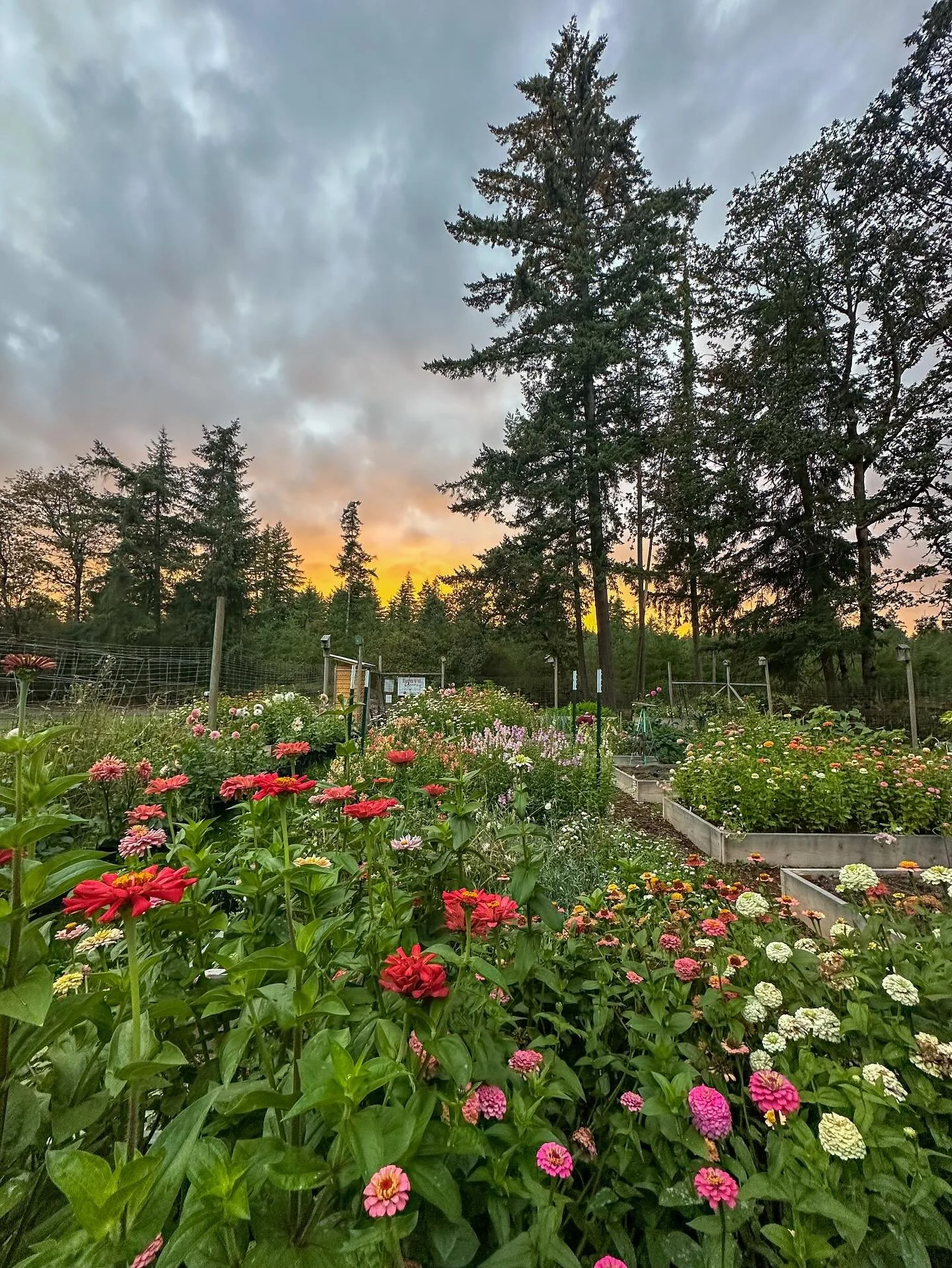 This morning brought our first frost, and just like that, the 2025 flower season has officially come to a close. It&rsquo;s hard to put into words what an incredible year this has been. 🌸

When I started this flower farm, I was a new mom searching f