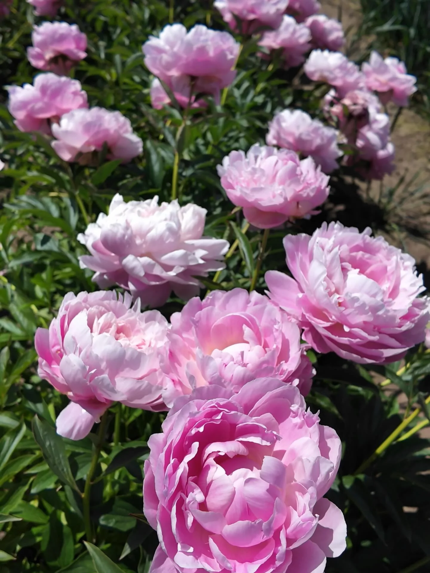Daydreaming about peony season&hellip; 🌸✨
There&rsquo;s nothing quite like the lush, romantic beauty of peonies. These timeless perennials can live 50 to 75 years and often over 100, rewarding you with bigger, more breathtaking flowers each season. 