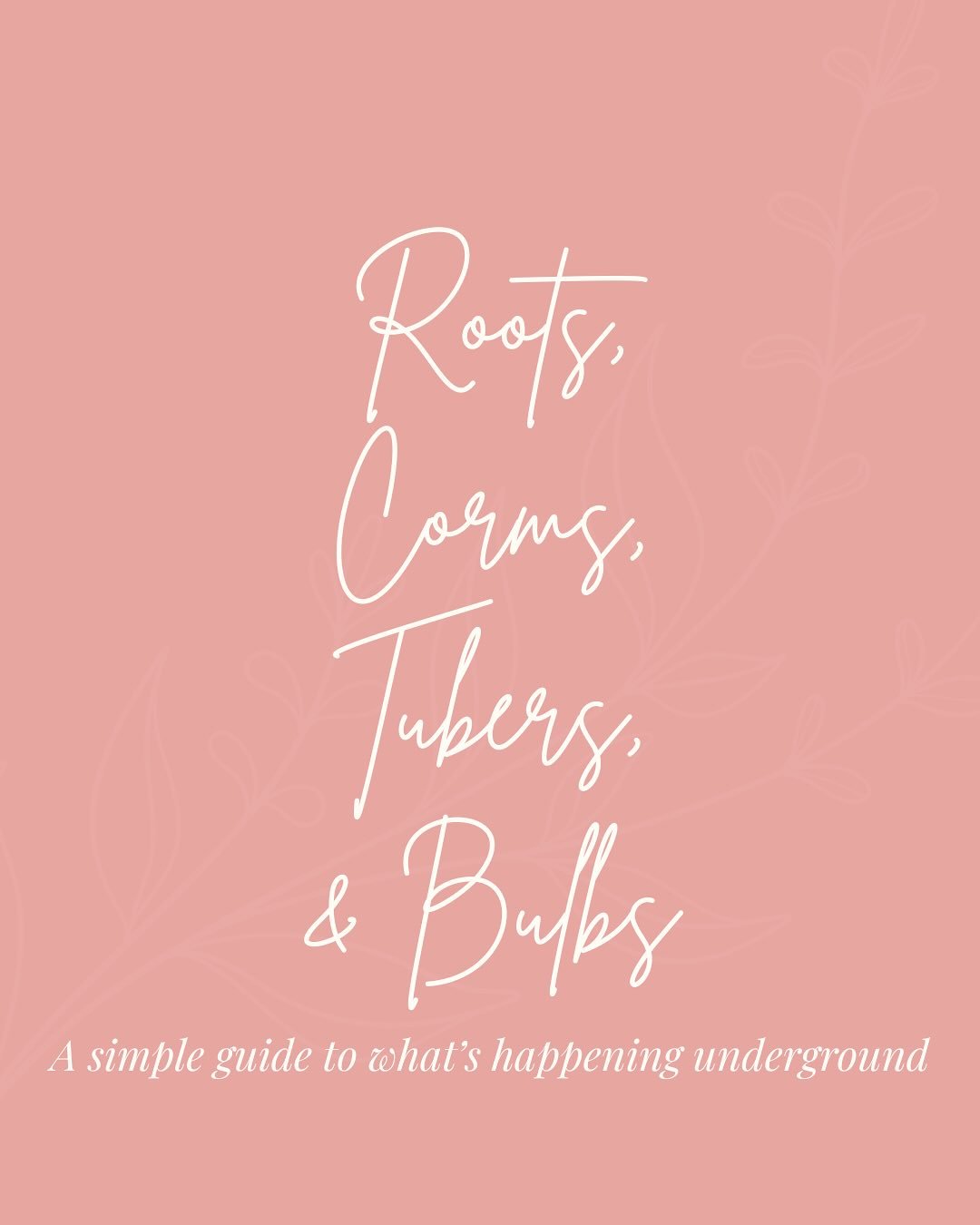 Ever wonder what&rsquo;s happening below the soil? 🌱

Not all flowers start the same way! Some grow from bulbs, others from corms, tubers, or roots.

Each one has its own way of storing energy and preparing for the season ahead.

Swipe to learn the 