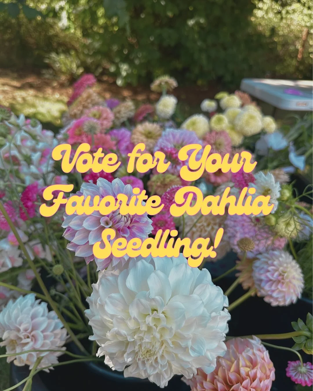A few of my favorite dahlia seedlings are officially moving on to next season, and I would love your help choosing the standouts 🌸✨

Comment your favorites below &mdash; I&rsquo;d love to know which ones you&rsquo;re cheering for. 💛