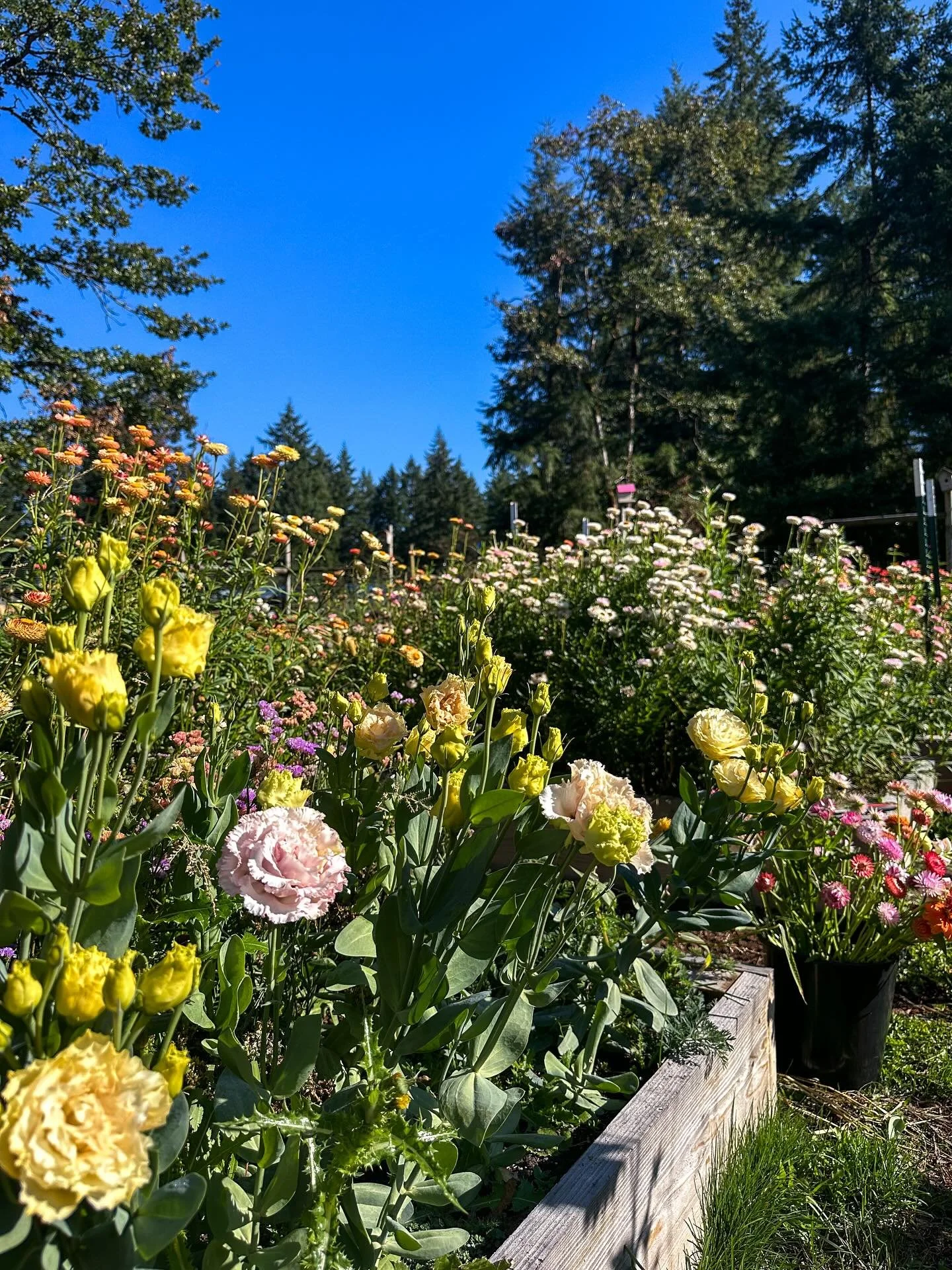 Lisianthus are one of those flowers that teach you patience. They aren&rsquo;t difficult to grow from seed, they just really take their time.

I&rsquo;m in Western Washington, Zone 8b, and I start my Lisi seeds at the beginning of December every year