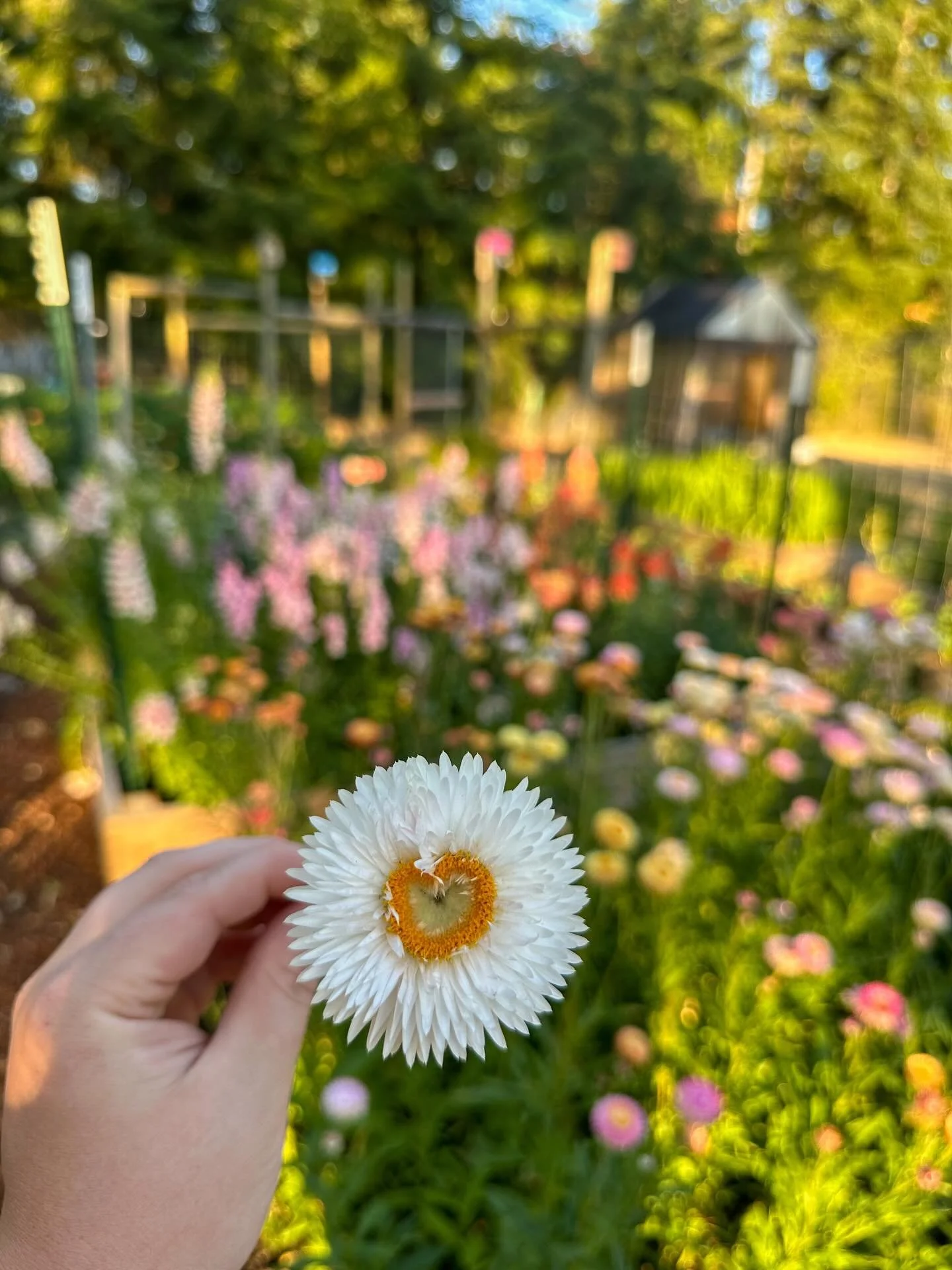 Today, we stand in solidarity with the national strike.

Brave Blooms is a Native and Black-owned business, and our existence has always been deeply intertwined with history, land, and justice. While this page often centers flowers and beauty, there 