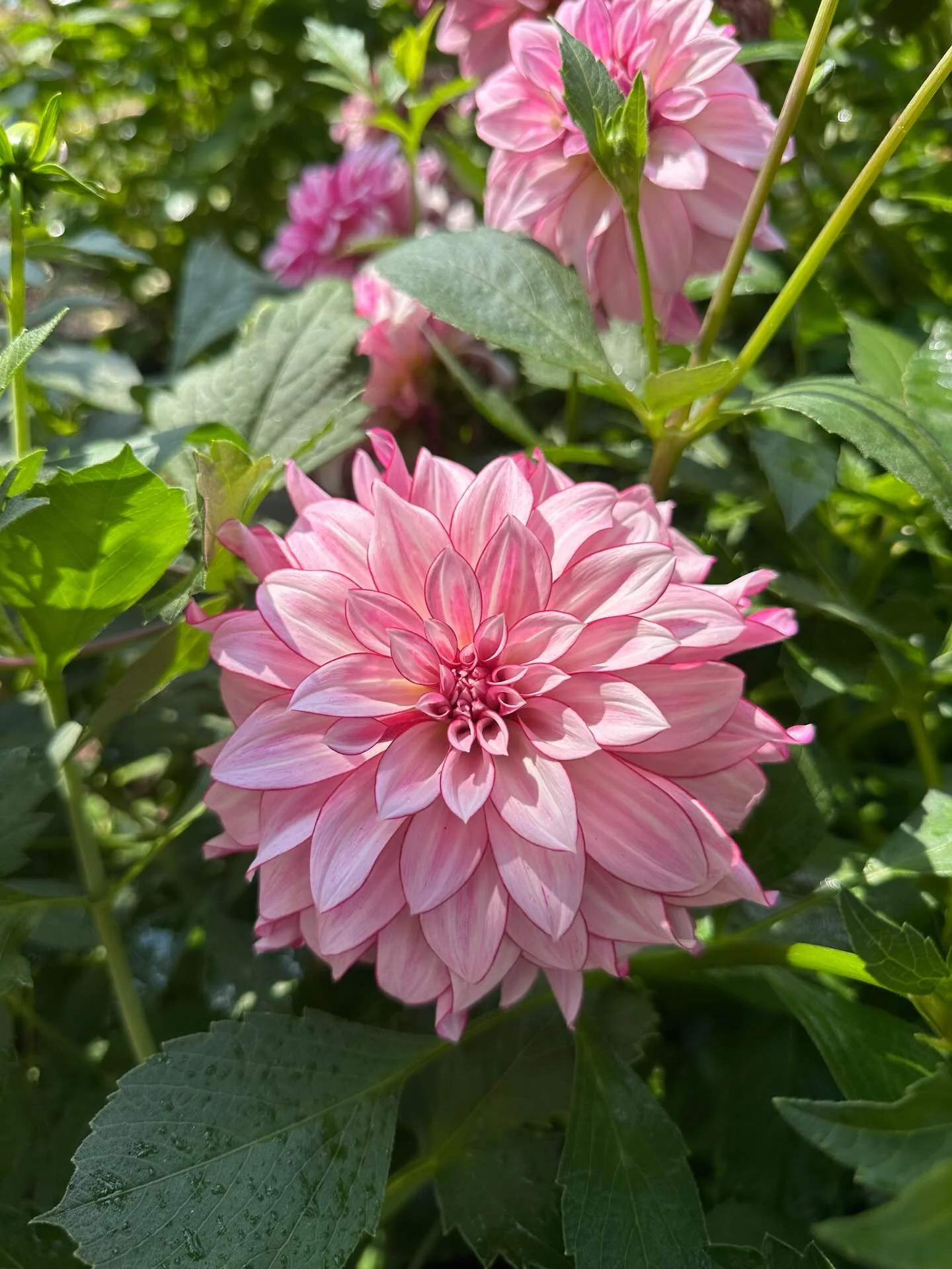 My top 6 dahlias from last season 😍
I tried to pick five&hellip; but I couldn&rsquo;t do it.

In order:
&bull; Brave Blooms seedling
&bull; Cameo Peach
&bull; Bloomquist Alan
&bull; Bloomquist Blush
&bull; Coralie
&bull; Cinder Rose