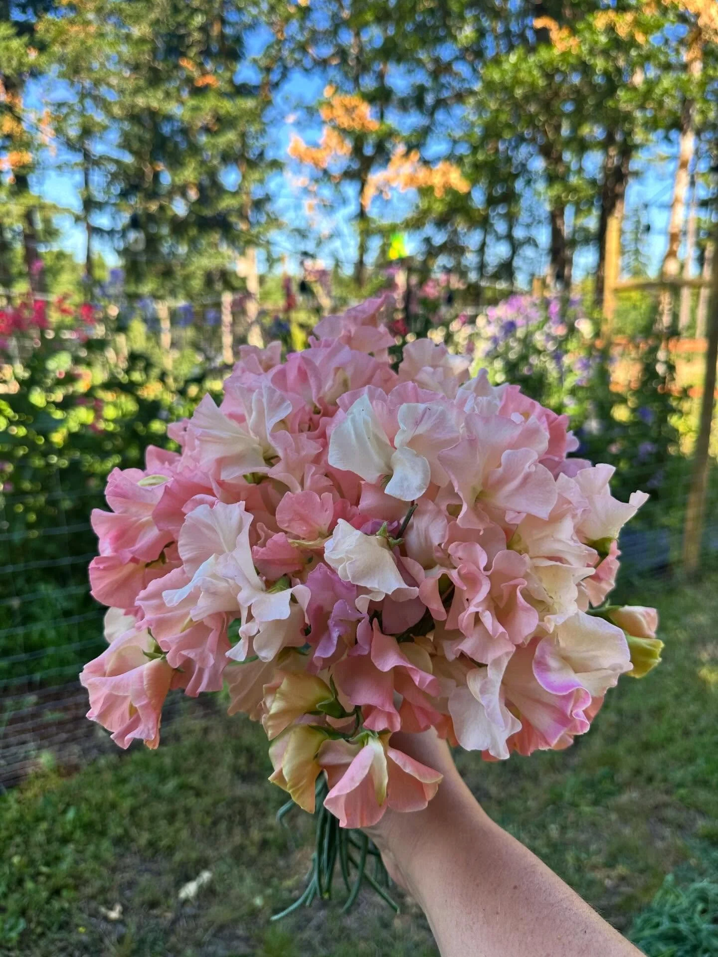 We&rsquo;re growing 25 varieties of sweet peas this year. I can hardly wait for sweet pea season and the fragrance that comes with it ✨🌸

#sweetpeas #flowerfarm
