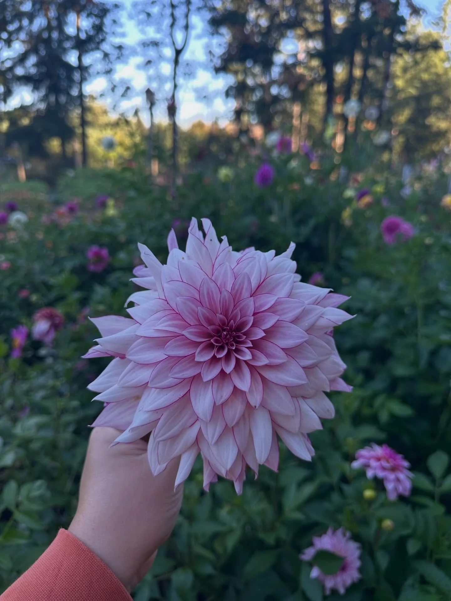 Happy Valentine&rsquo;s Day 🤍 Today marks one year since I took the leap and applied for my business license. It was something I had been dreaming about for a long time 🌸

Looking back on this first year of Brave Blooms feels tender and surreal. We