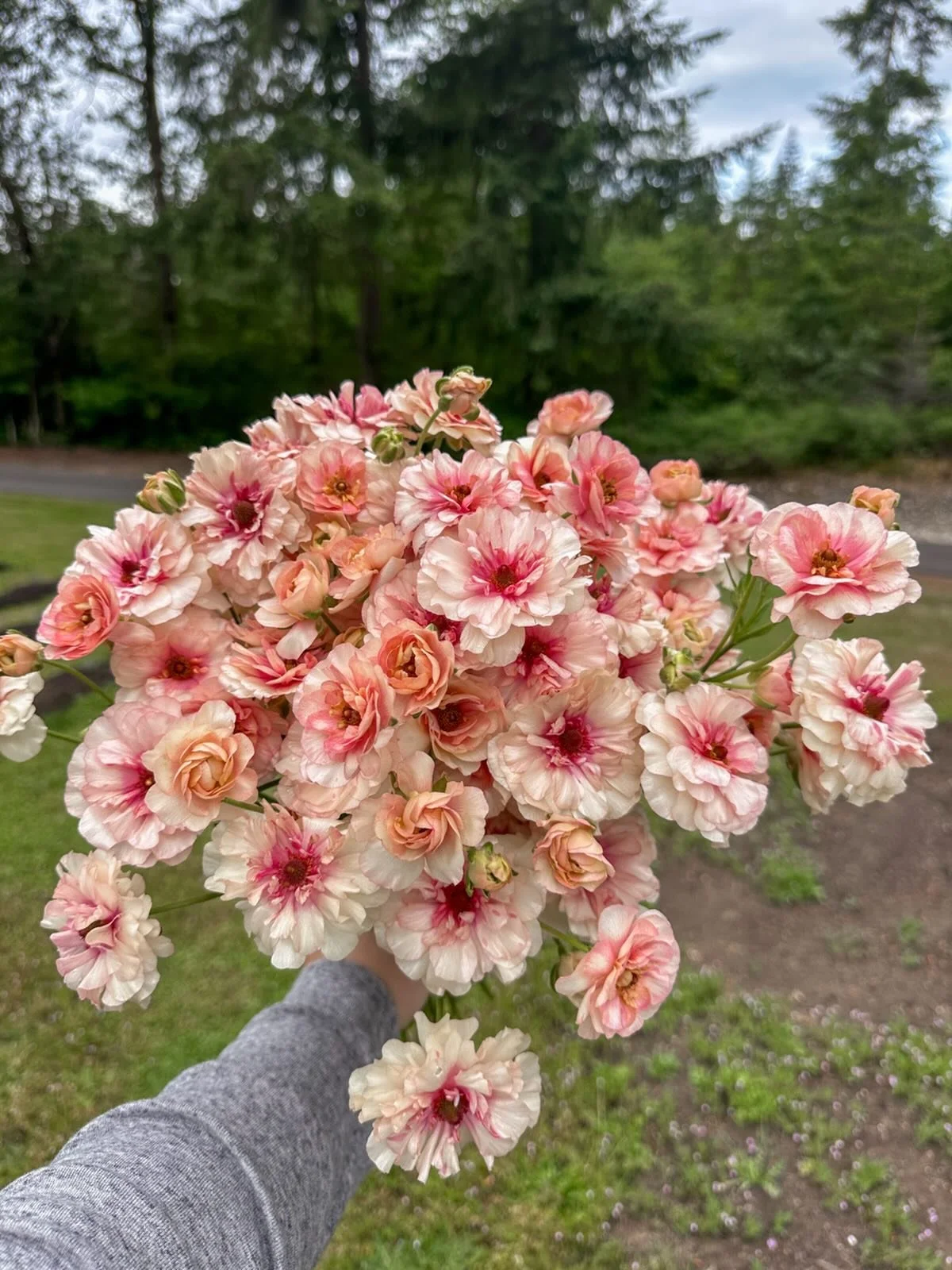 Let&rsquo;s talk butterfly ranunculus 🌸

Last fall I decided to really push the limits on these plants here in Western WA. I planted a bed of butterfly ranunculus with zero protection all winter long. No frost cloth, no cover from our atmospheric ri