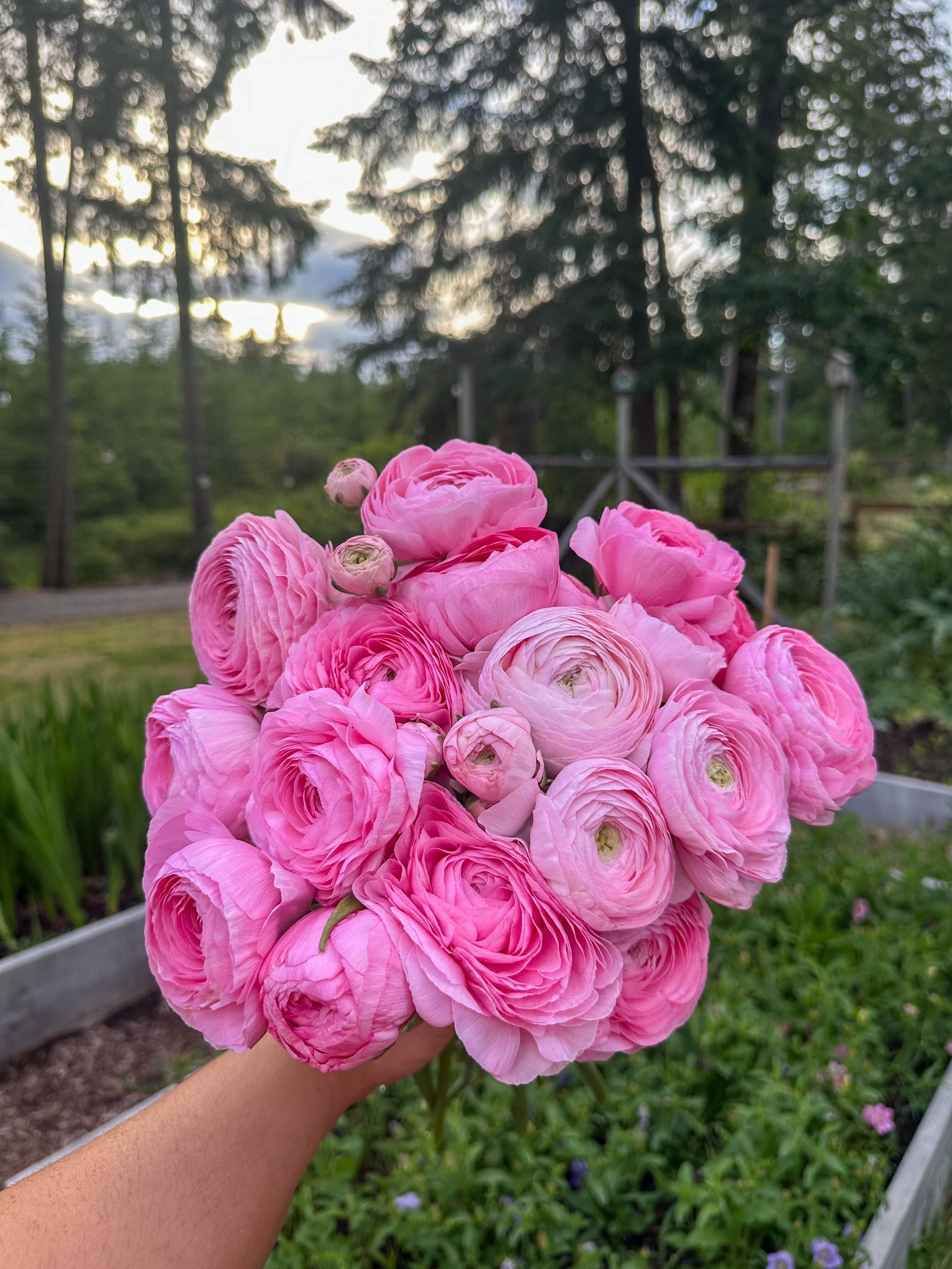 If you ordered ranunculus corms from us this past fall, thank you so much for supporting our farm! ✨

You&rsquo;re growing the same beautiful ranunculus we grow here at Brave Blooms. The first photo is Pastello, the second is Dolce Vita, and the last