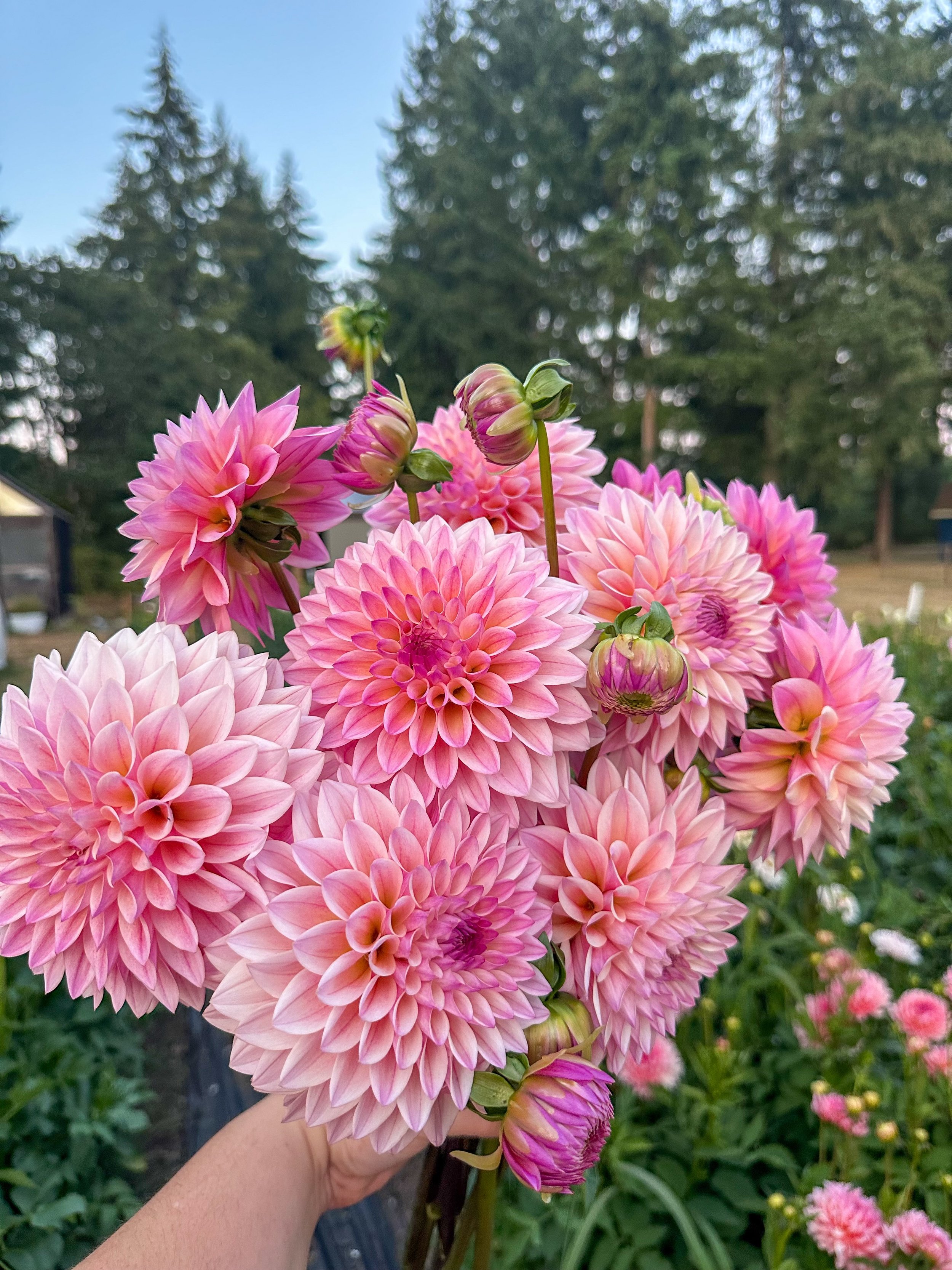 Meet Coralie 🌸 My favorite dahlia ever! Her stem length is unmatched, and she&rsquo;s an incredible cutting variety 🤍