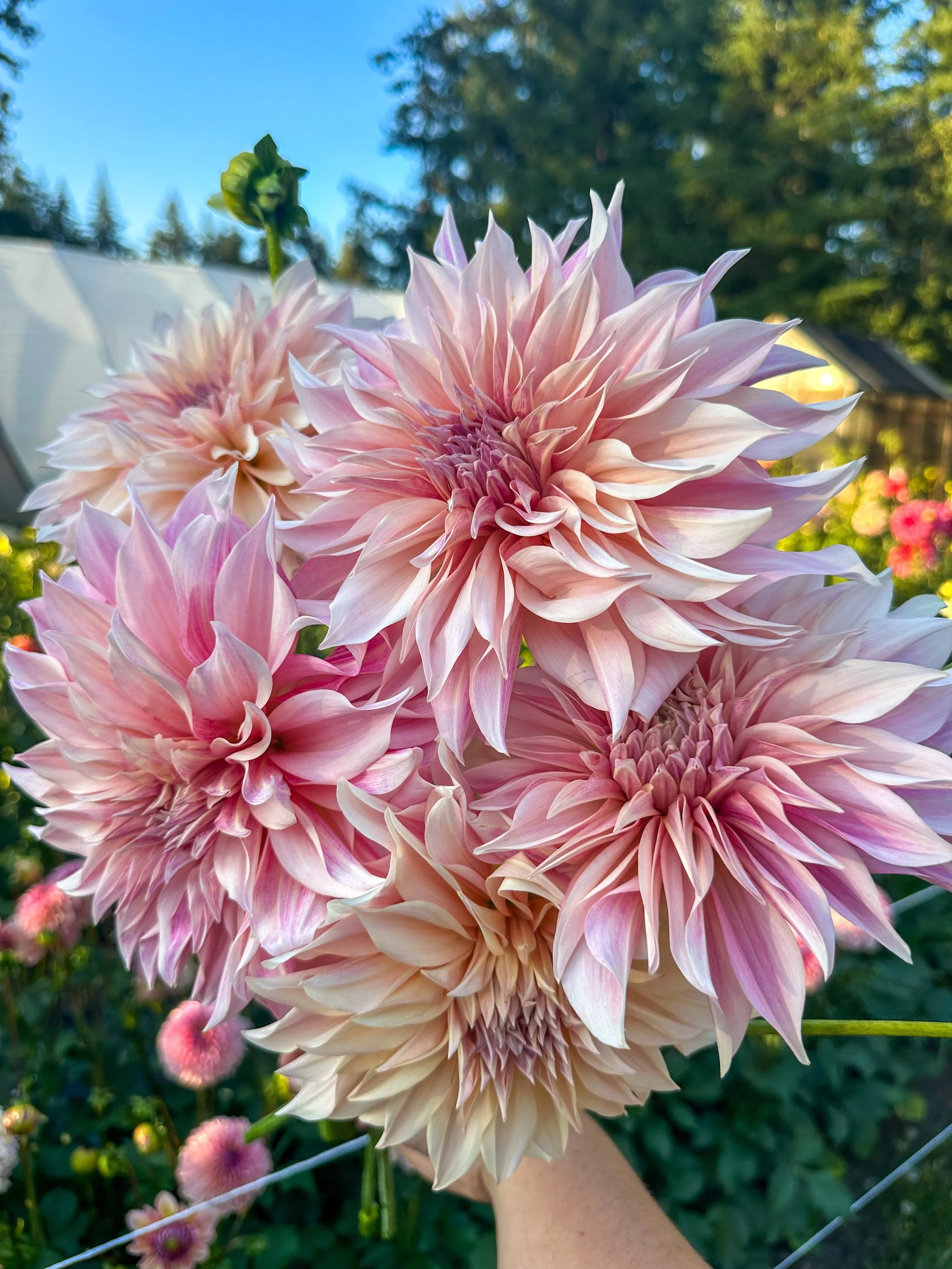 We all have that one dahlia that started the obsession, and for me, it was Caf&eacute; au Lait 😍

Safe to say, I&rsquo;ve been hooked on dahlias ever since ✨