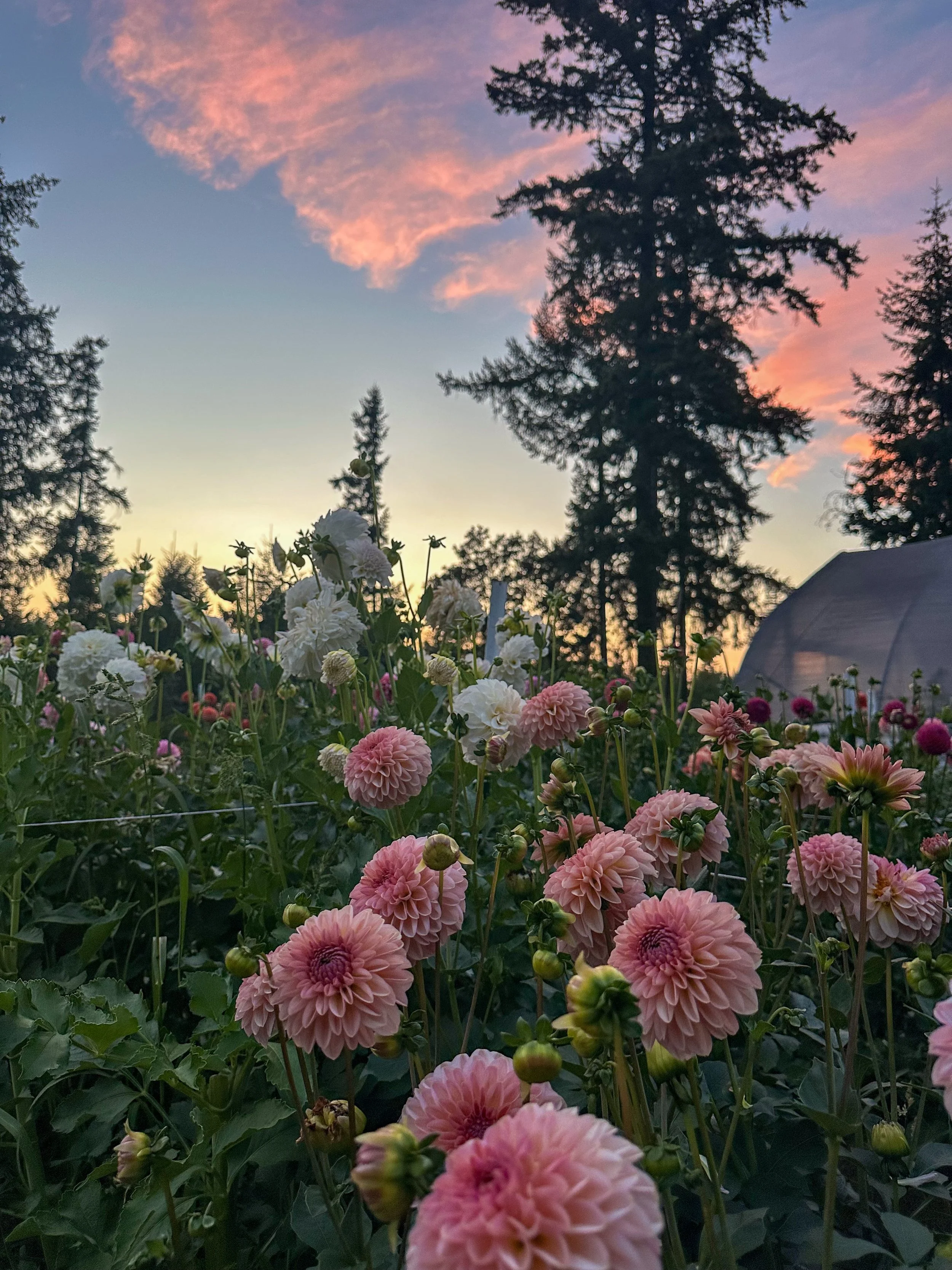 The dahlia field is officially in full bloom 💫 Farm walks are extra magical this time of year!

Especially excited about this unnamed second-year seedling (slide 2) 🥹 She&rsquo;s a keeper! Long stems, great bloom attachment, beautiful petal reverse