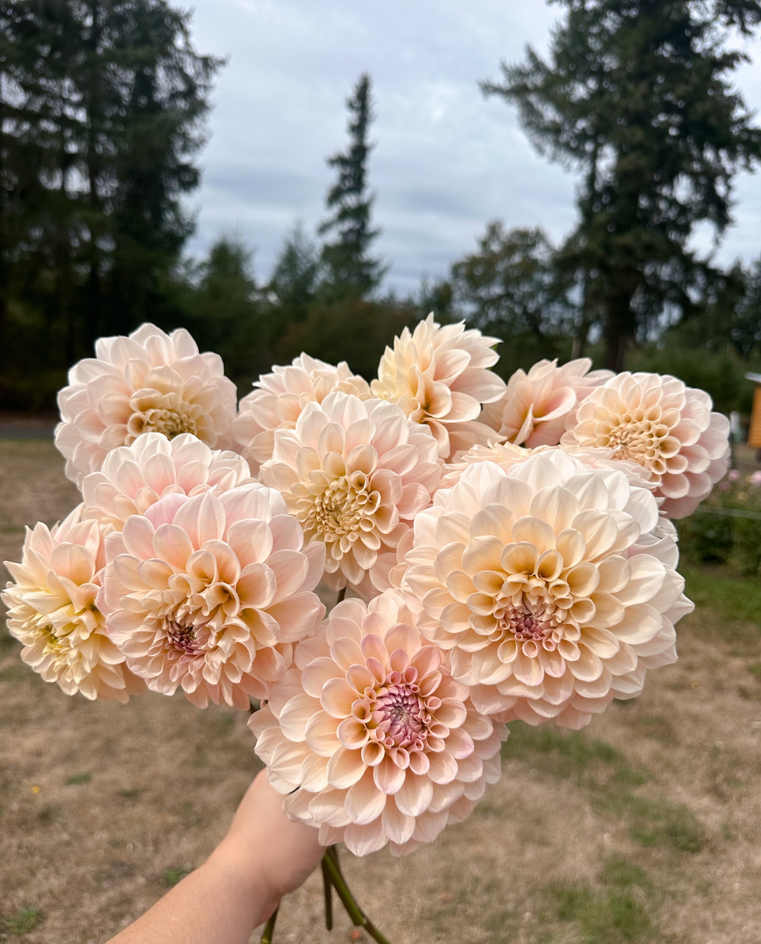 One of my favorite blush dahlias, Sweet Nathalie 💫 this beauty will be available in our upcoming early spring tuber sale!