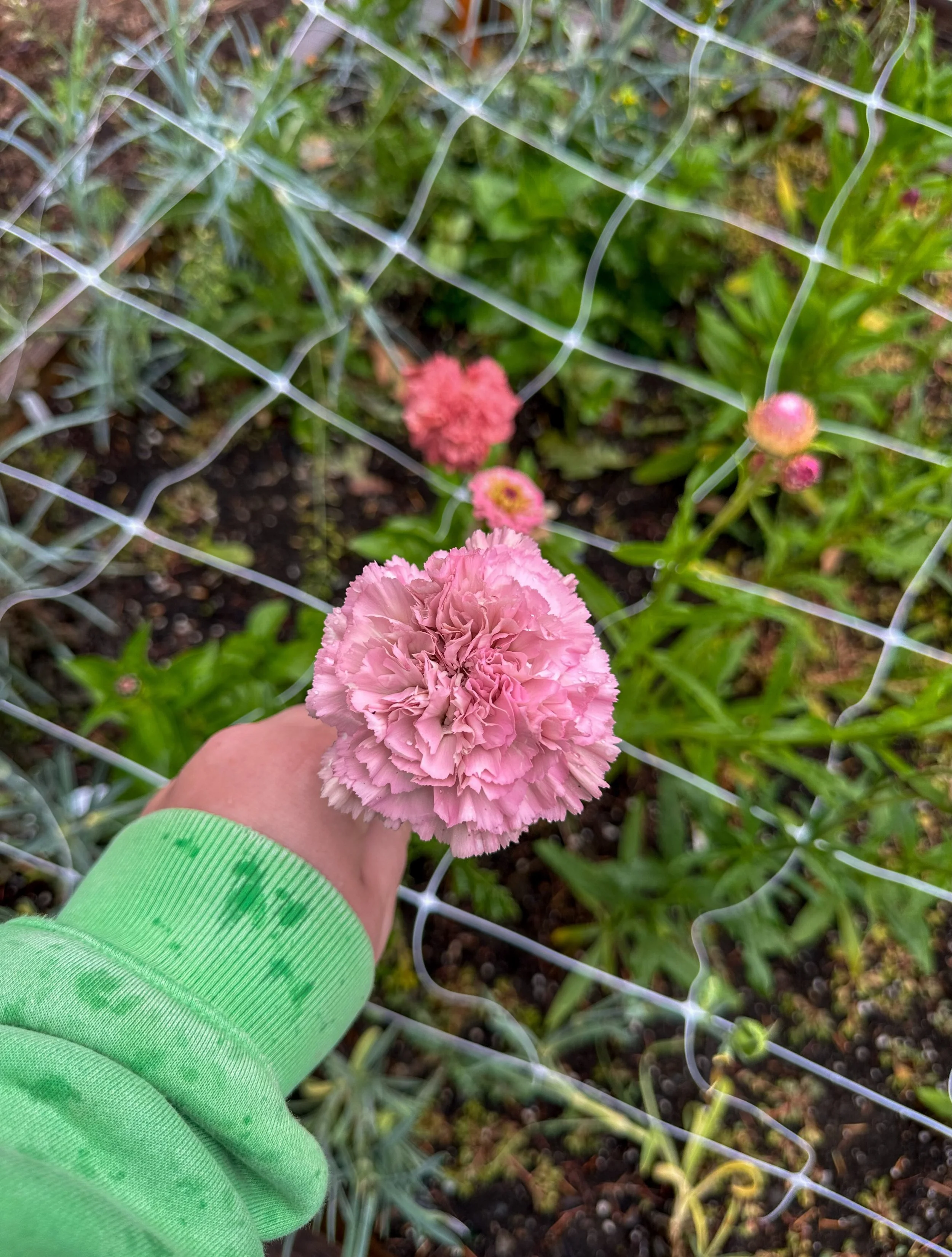During my stormy and rainy farm walk this morning, this stunner caught my eye! This season, I decided to trial a few varieties of fancy carnations grown from plugs, including these lovely Lege Pink carnations. Here in the United States, we don&rsquo;