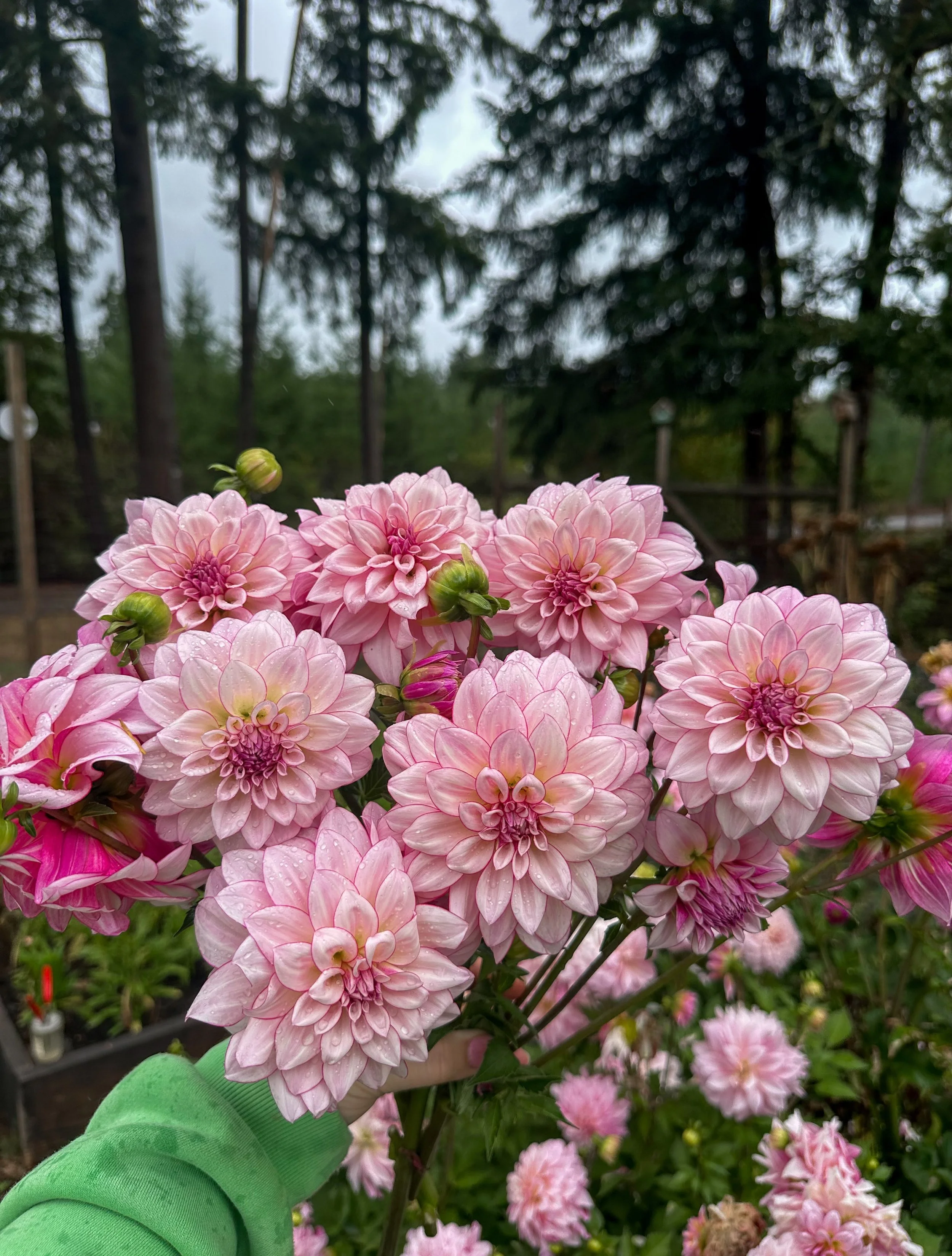 This unreleased second-year Brave Blooms seedling is truly what dahlia dreams are made of 💫 This beauty has absolutely exceeded my expectations in its second year. Great cut flower, beautiful garden dahlia, strong stems, strong flower attachment, lo