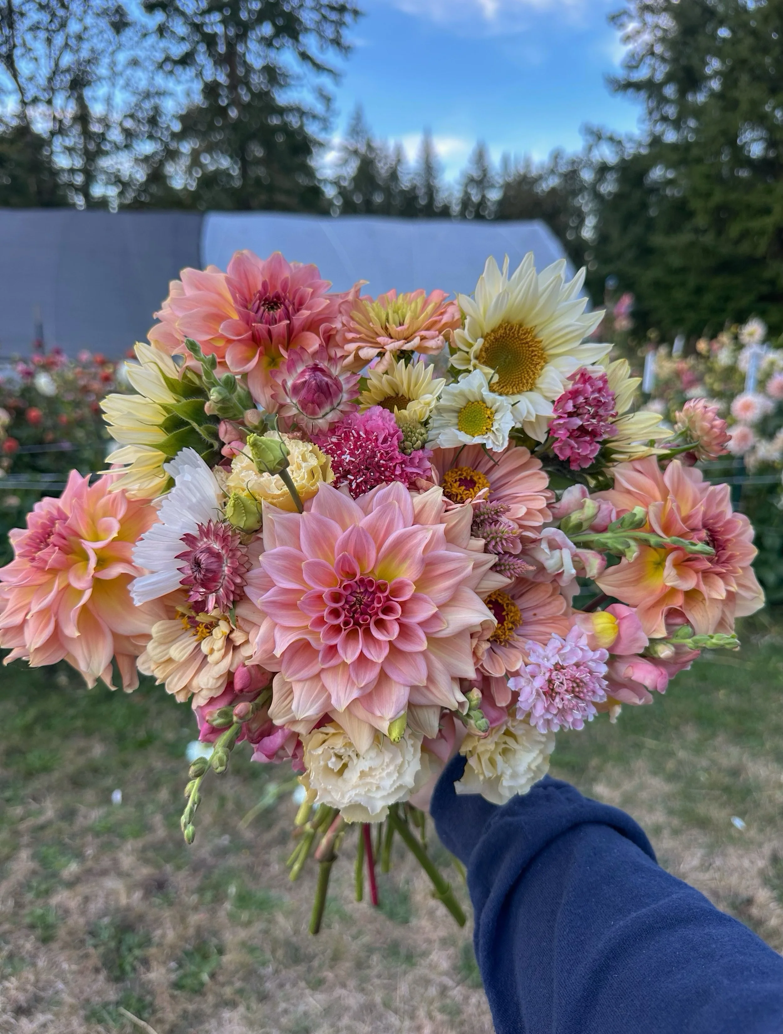 Trying to slow down and soak in all the flowers before they&rsquo;re gone 🥹🌸

This bouquet features a promising unnamed second-year Brave Blooms dahlia seedling, White Lite sunflowers, Salmon Queen scabiosa, Bridal Pink &amp; Antibes Apricot snapdr