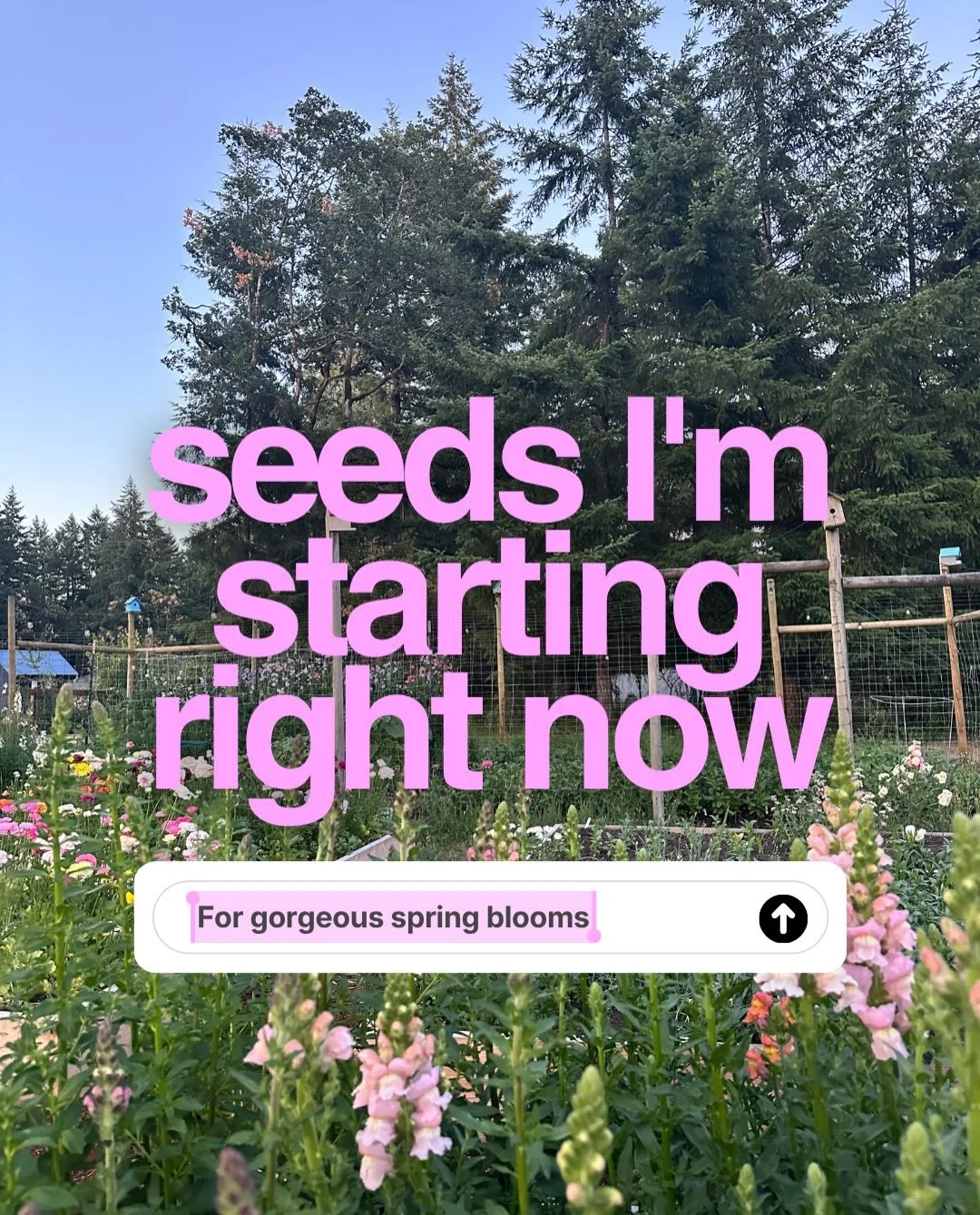The best spring gardens are started in fall 🌸 If you want an abundance of flowers next spring, now is the time to start planting! These are a few of the seeds I&rsquo;m starting right now for gorgeous spring blooms.

And yes, you can grow ranunculus