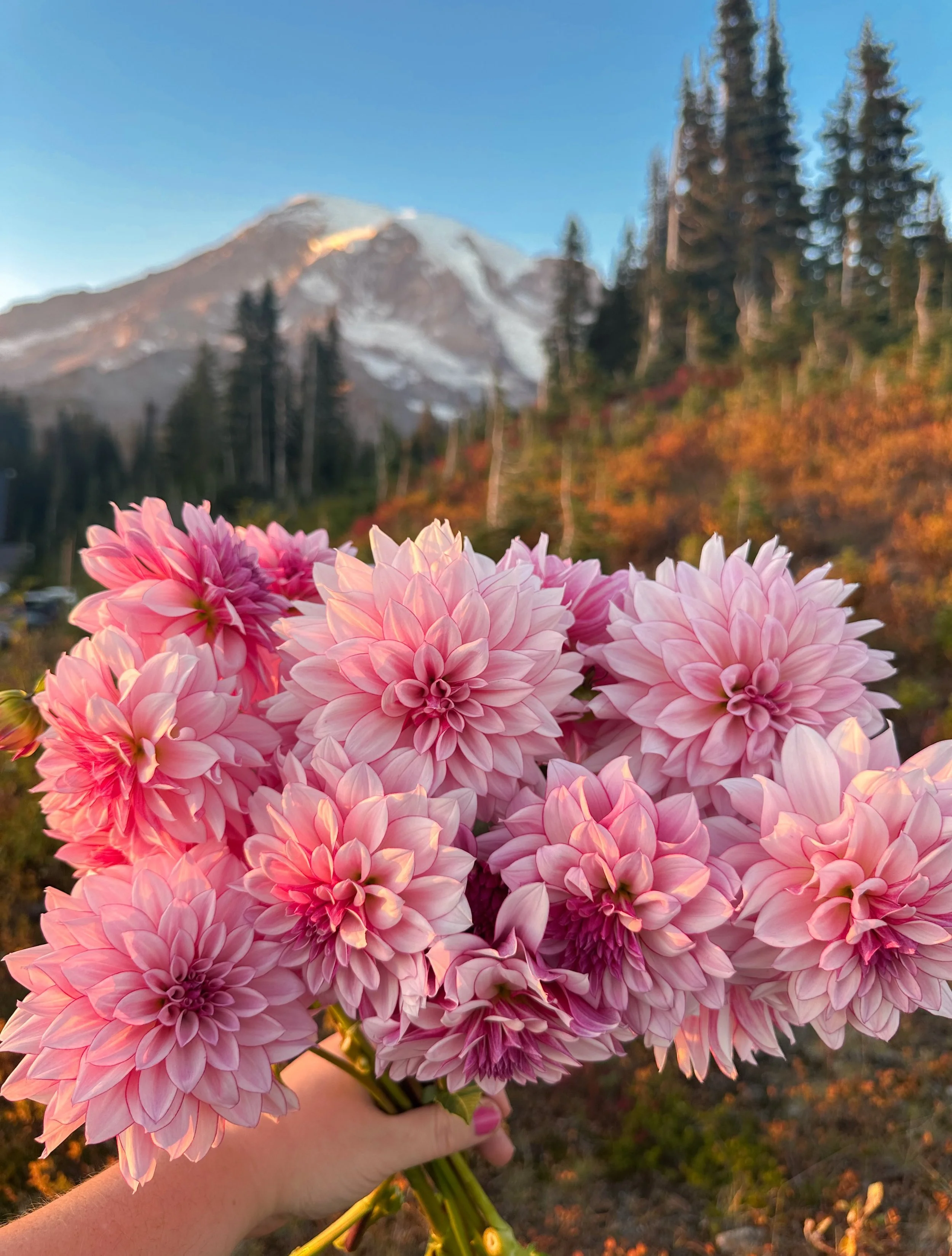 Introducing Brave Blooms Mountain Rose 🌸

Her name is inspired by the beautiful and enchanting wildflowers of Tahoma (Mount Rainier).

Mountain Rose checks all the boxes I look for in a dahlia: prolific, sturdy, high petal count, long stems, great b