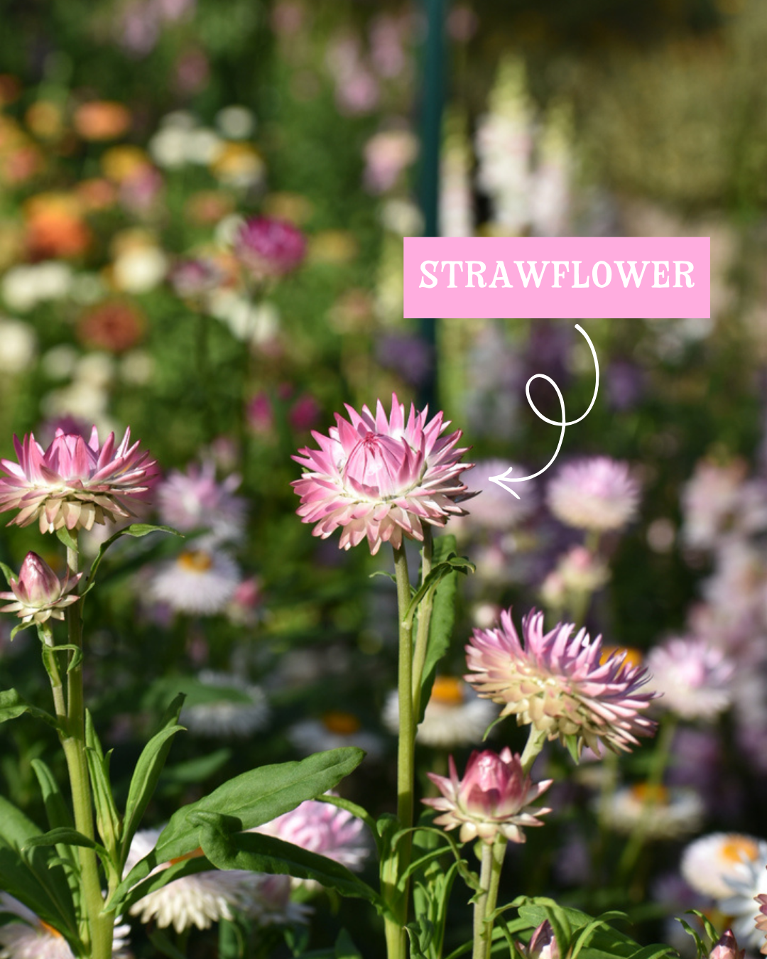 Strawflower-7.png