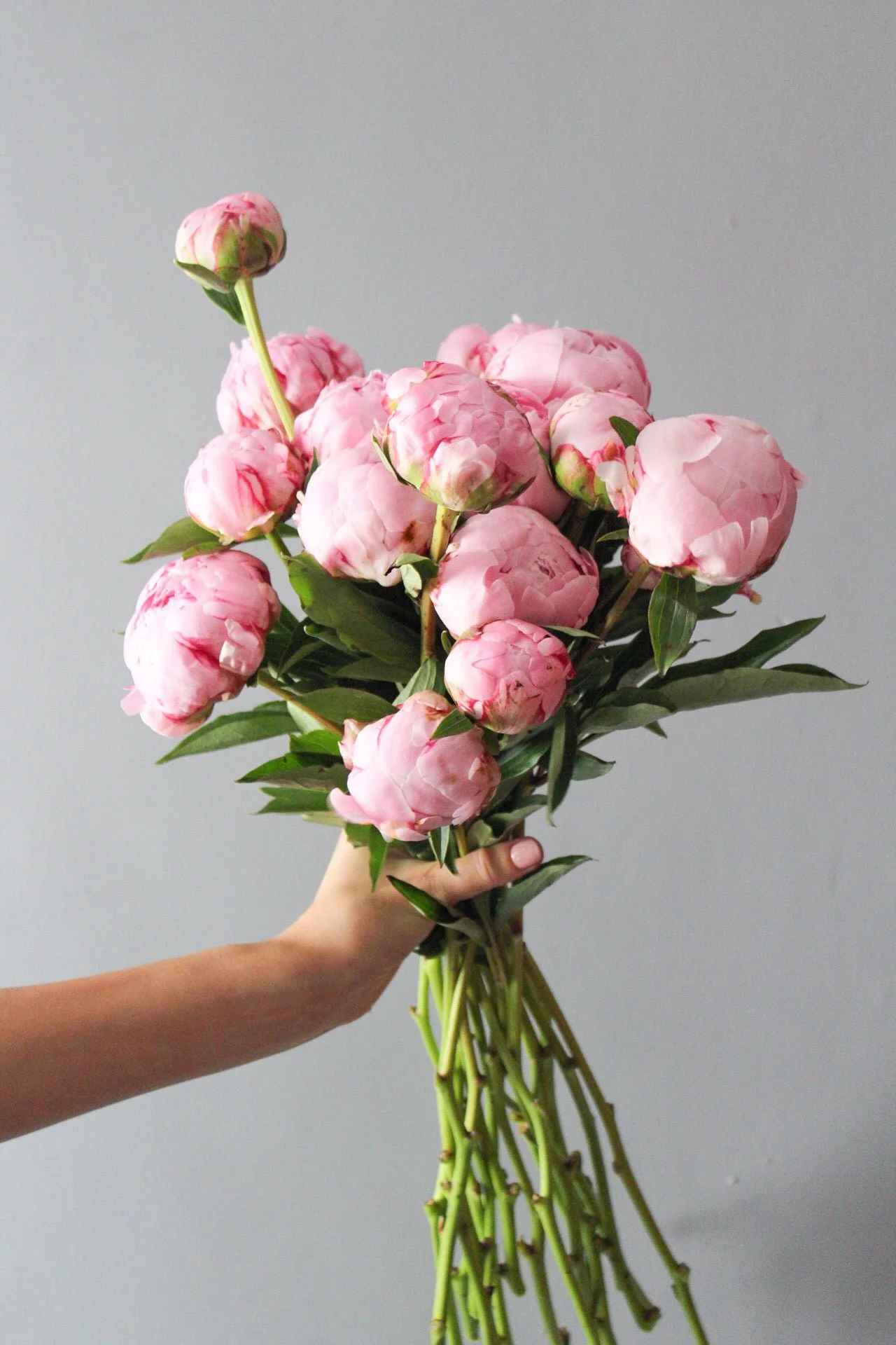 Peony ‘Sarah Bernhardt’ – 1 Bare Root (3–5 Eyes)