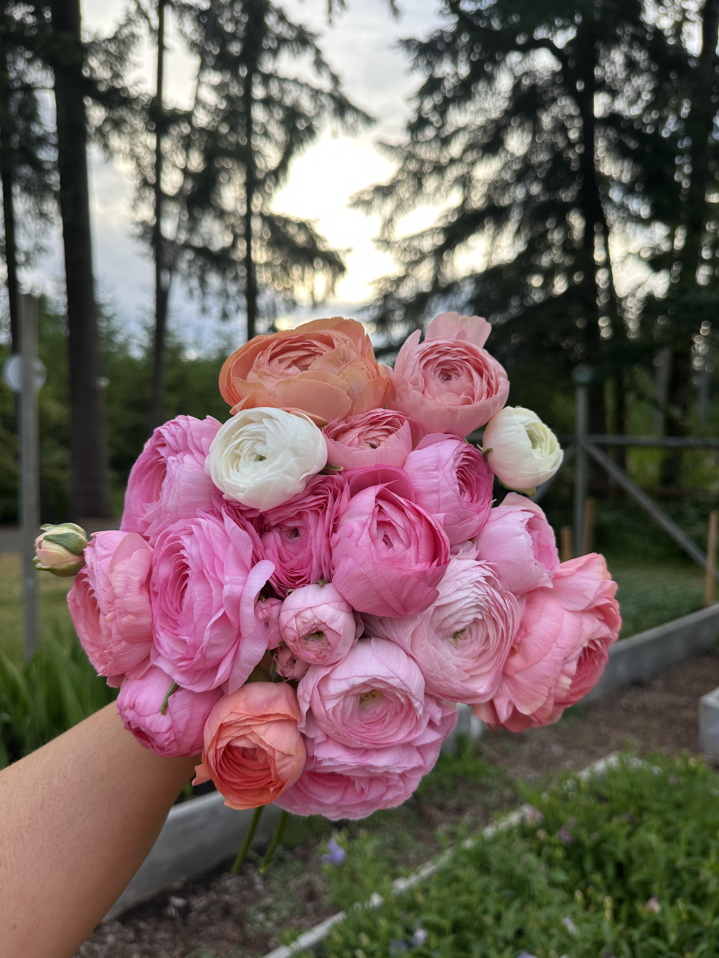 Ranunculus ‘Elegance Dolce Vita’ – 20 Corms