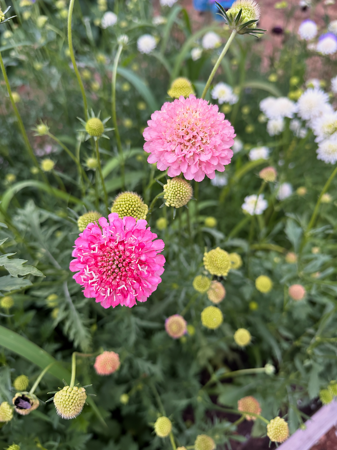 Pink Scabiosa growing in the garden