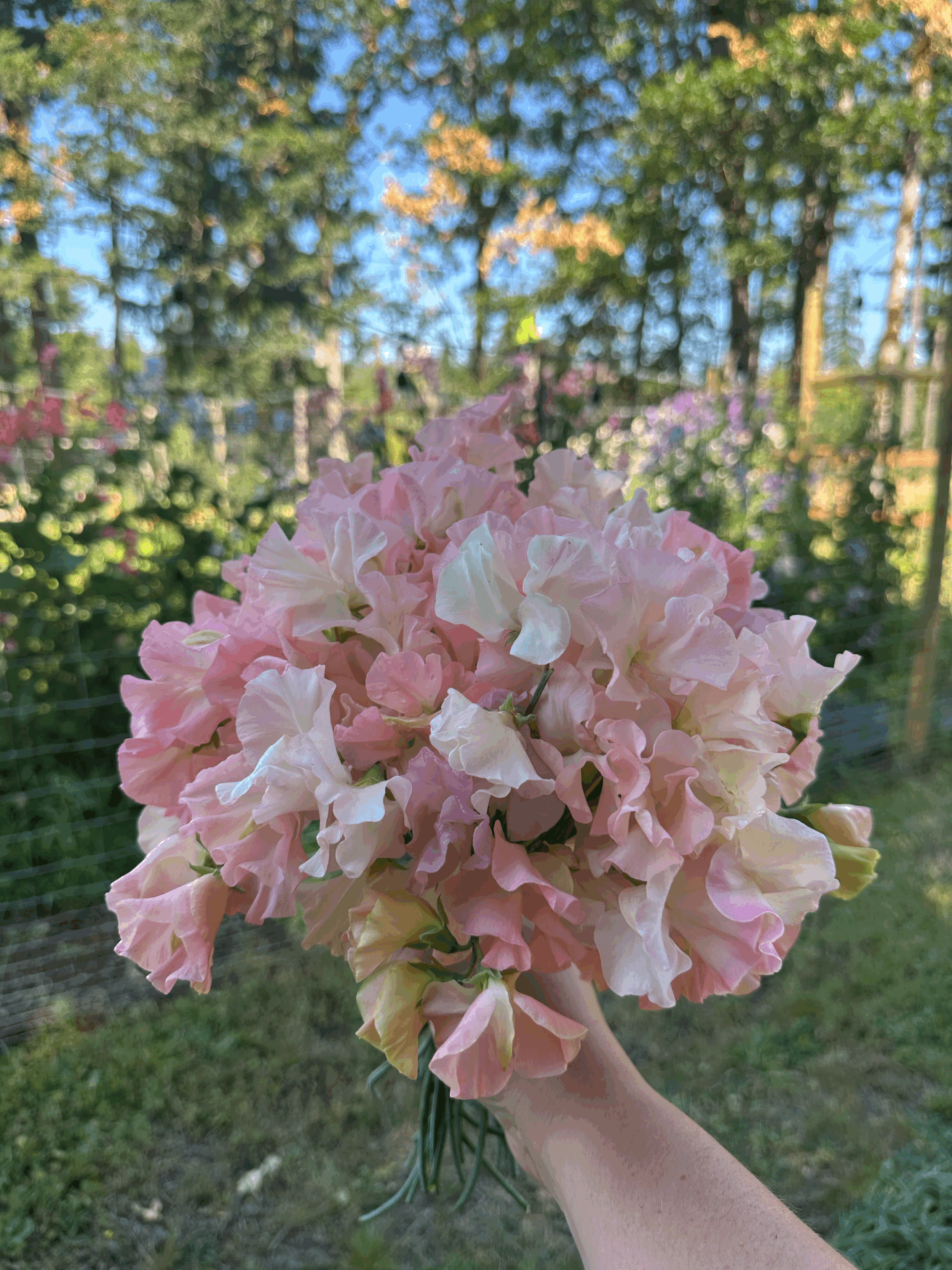 Sweet Pea Garden Starts — Spring Mix (6 Plants)