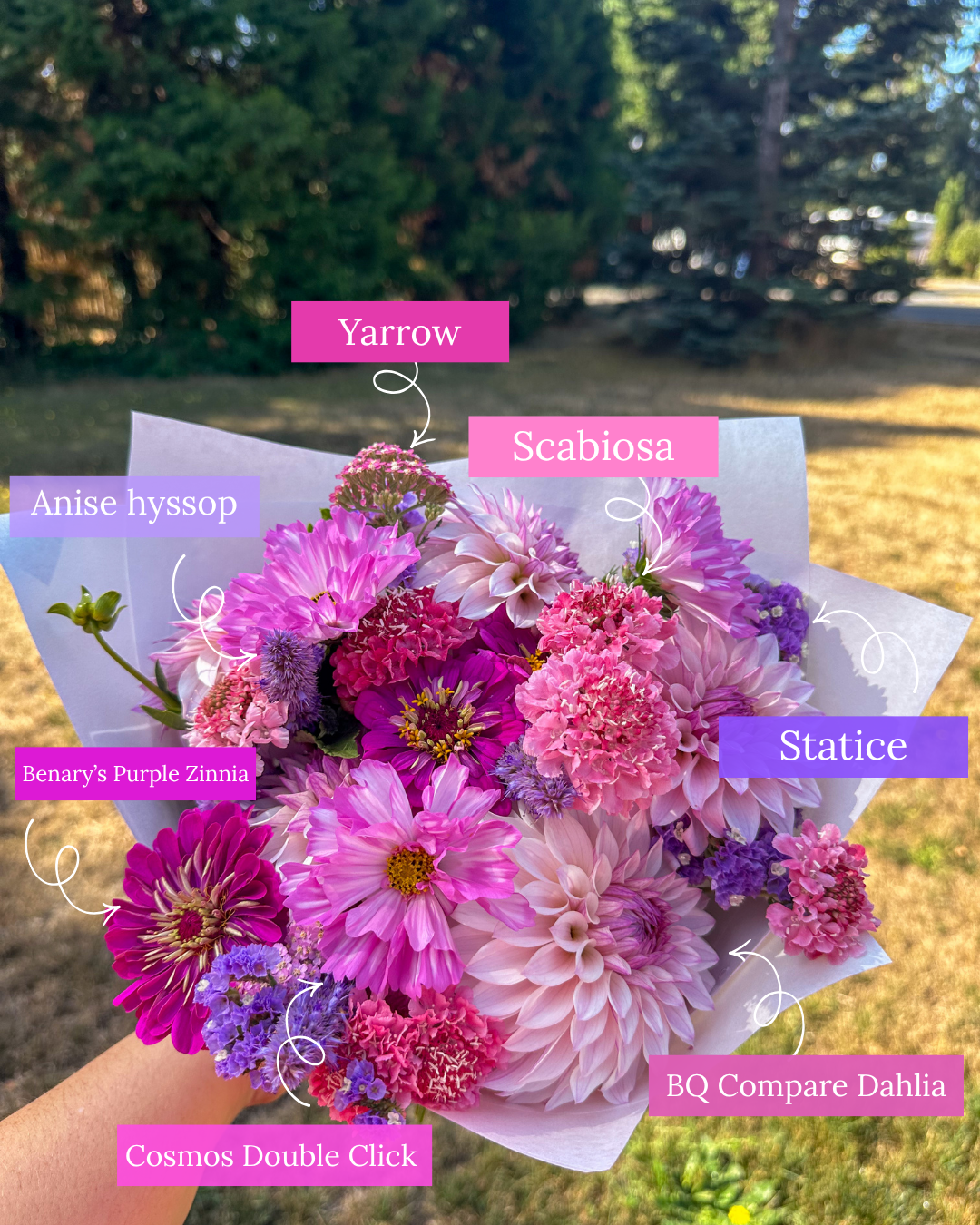 Strawflower-10 2.PNG